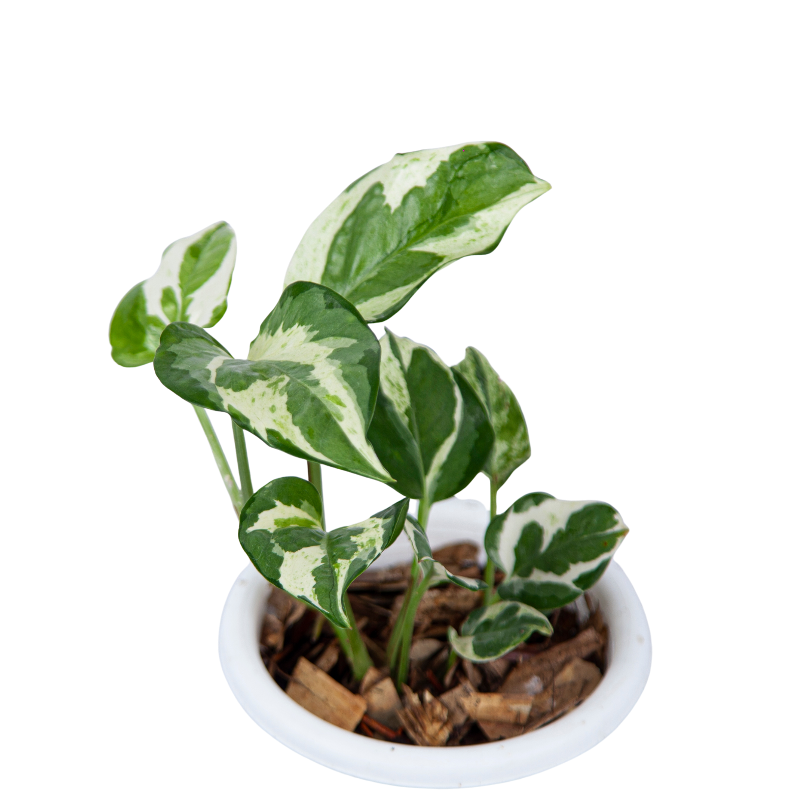 Epipremnum Aureum Snow Queen