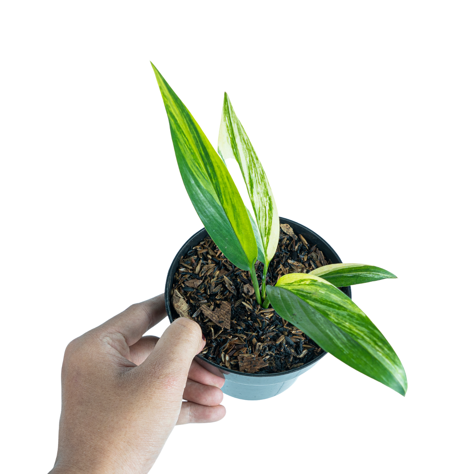 Epipremnum Amplissimum Aurea Variegated