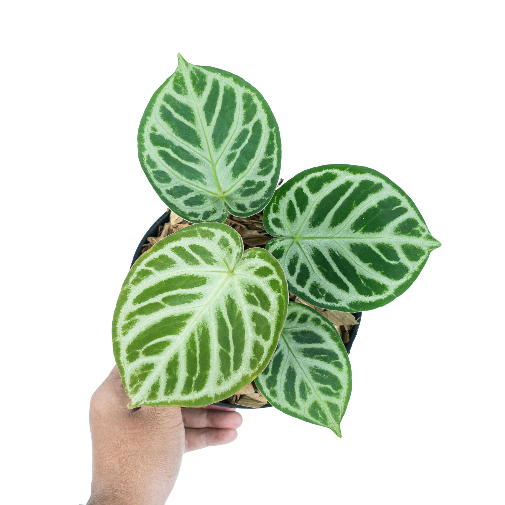 Anthurium Silver Blush