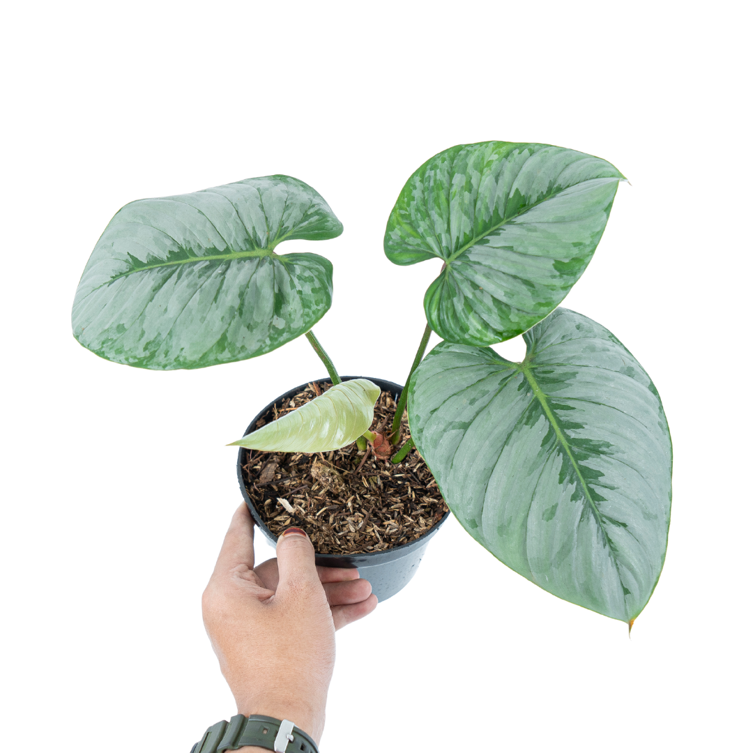 Philodendron Sodiroi