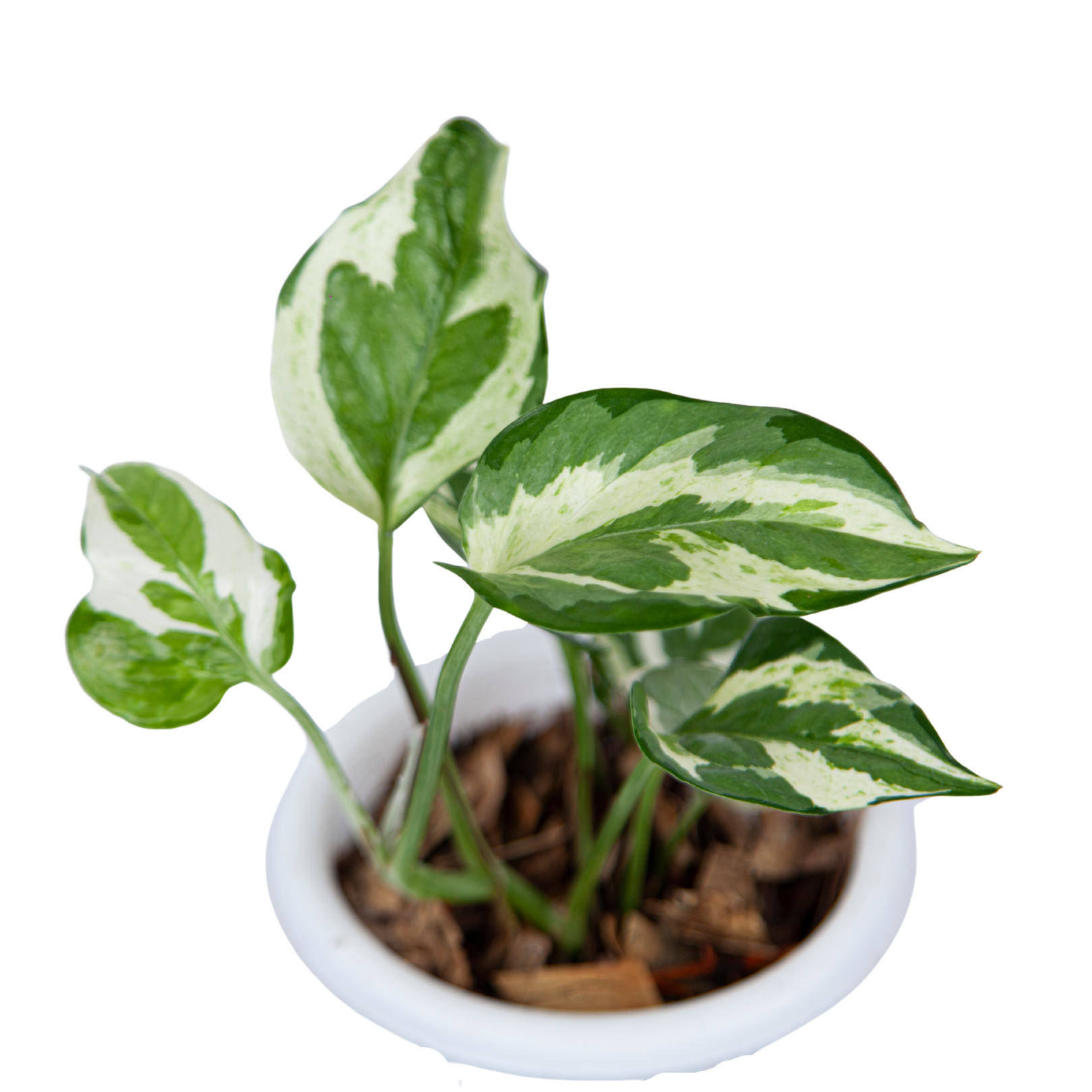 Epipremnum Aureum Snow Queen