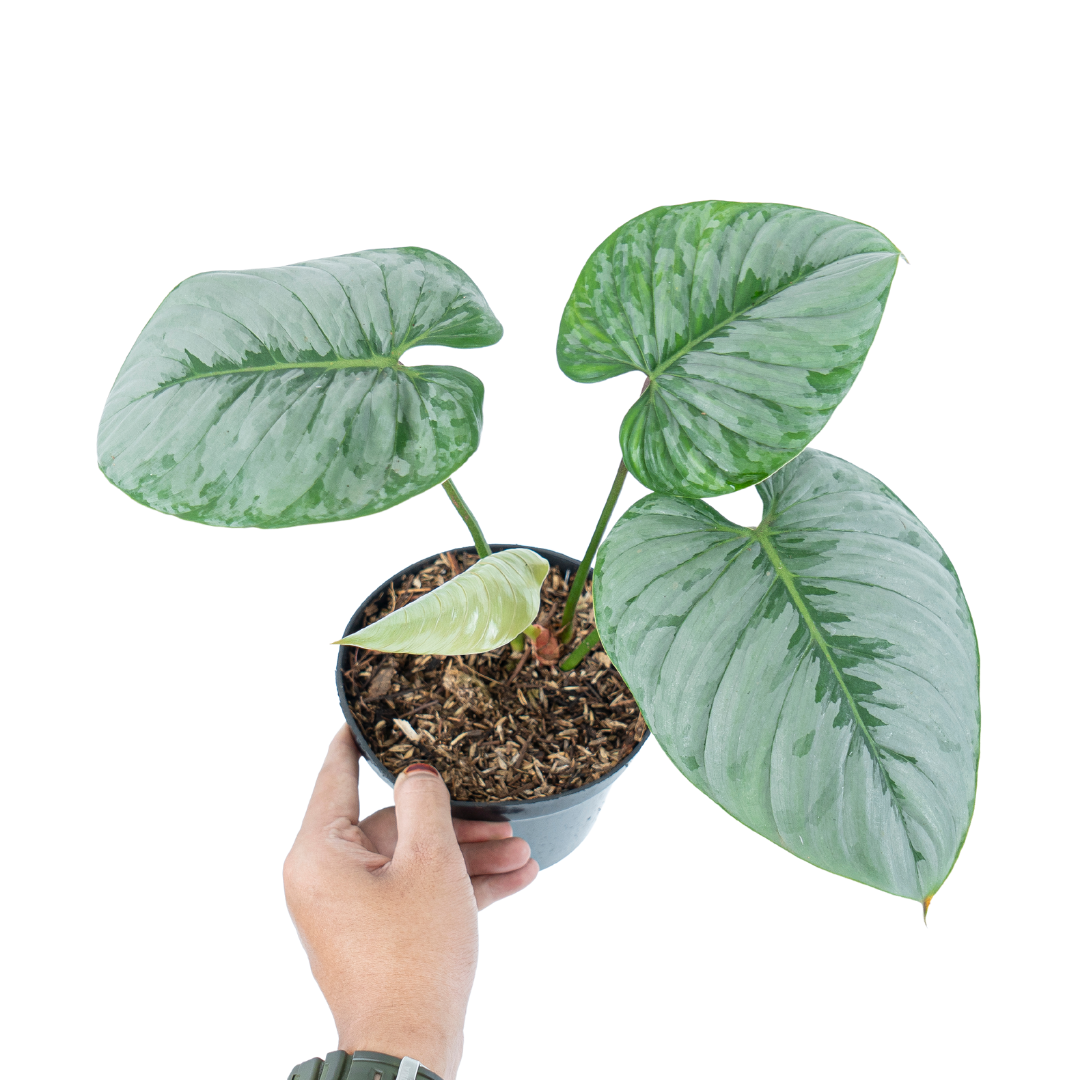 Philodendron Sodiroi - Mature size