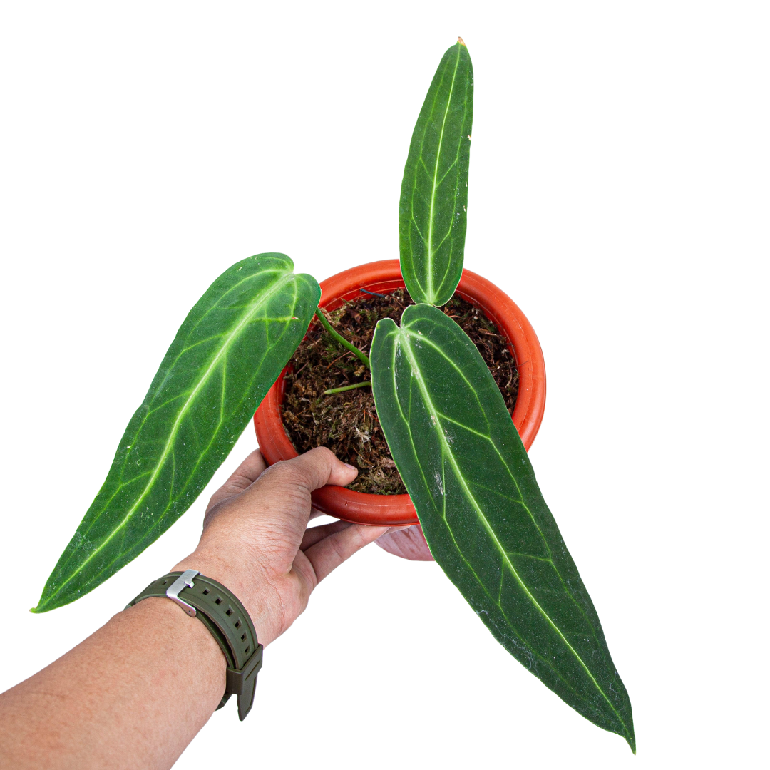 Anthurium Warocqueanum