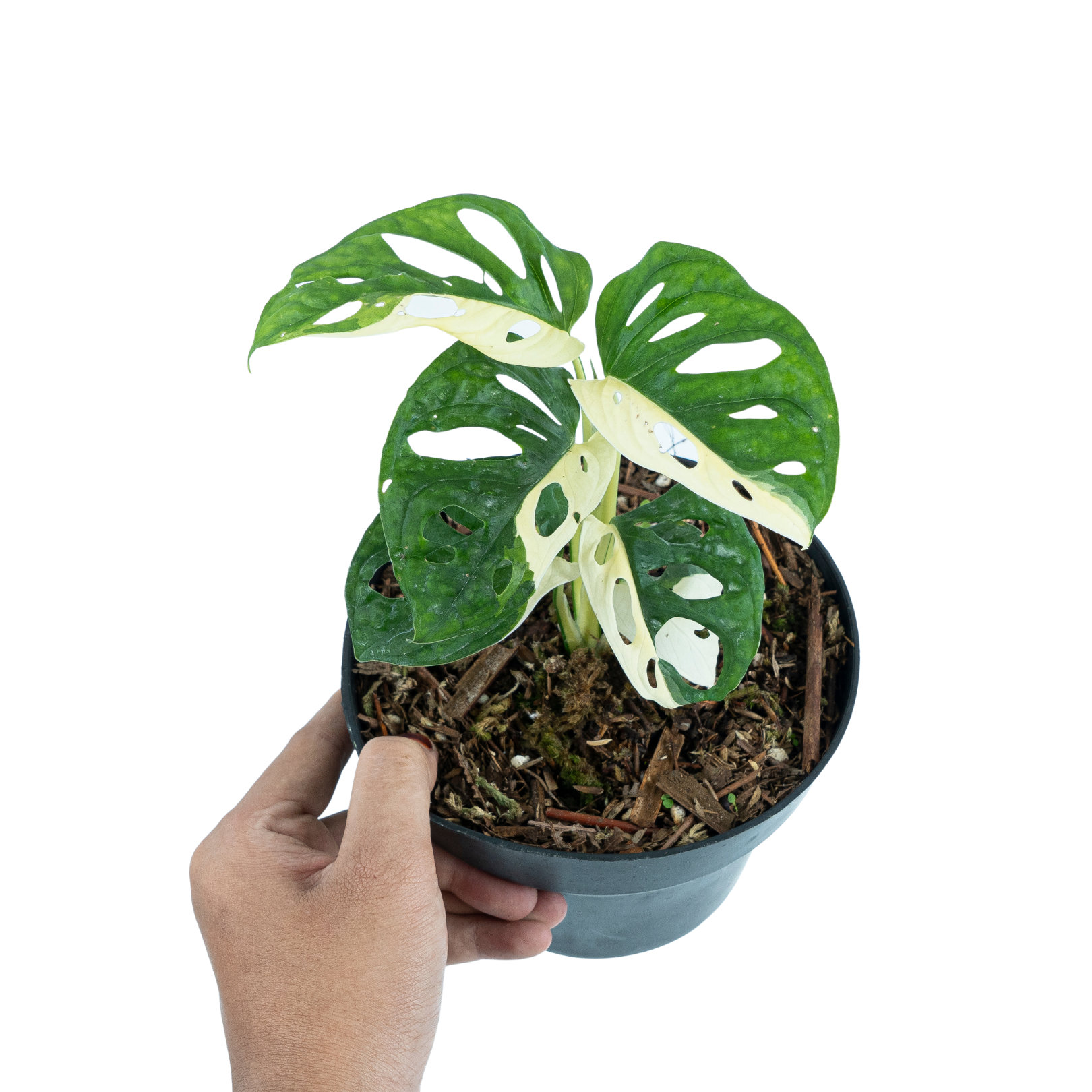 monstera adansonii variegated price Monstera Adansonii Variegated
