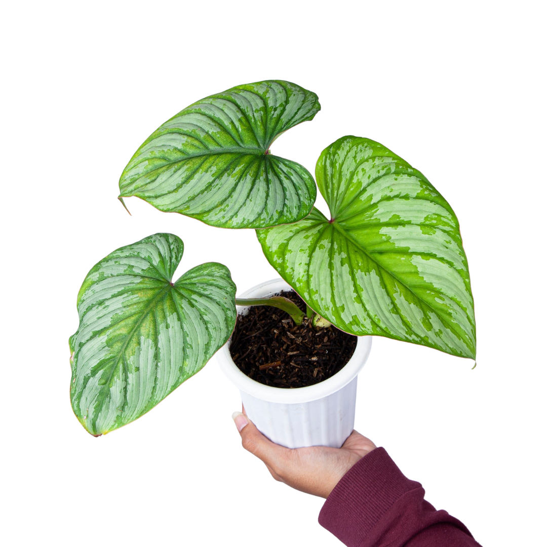 philodendron mamei silver Philodendron Mamei (Silver Cloud)