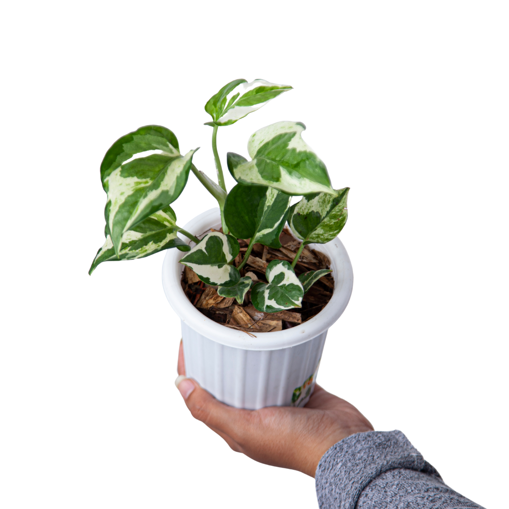Epipremnum Aureum Snow Queen