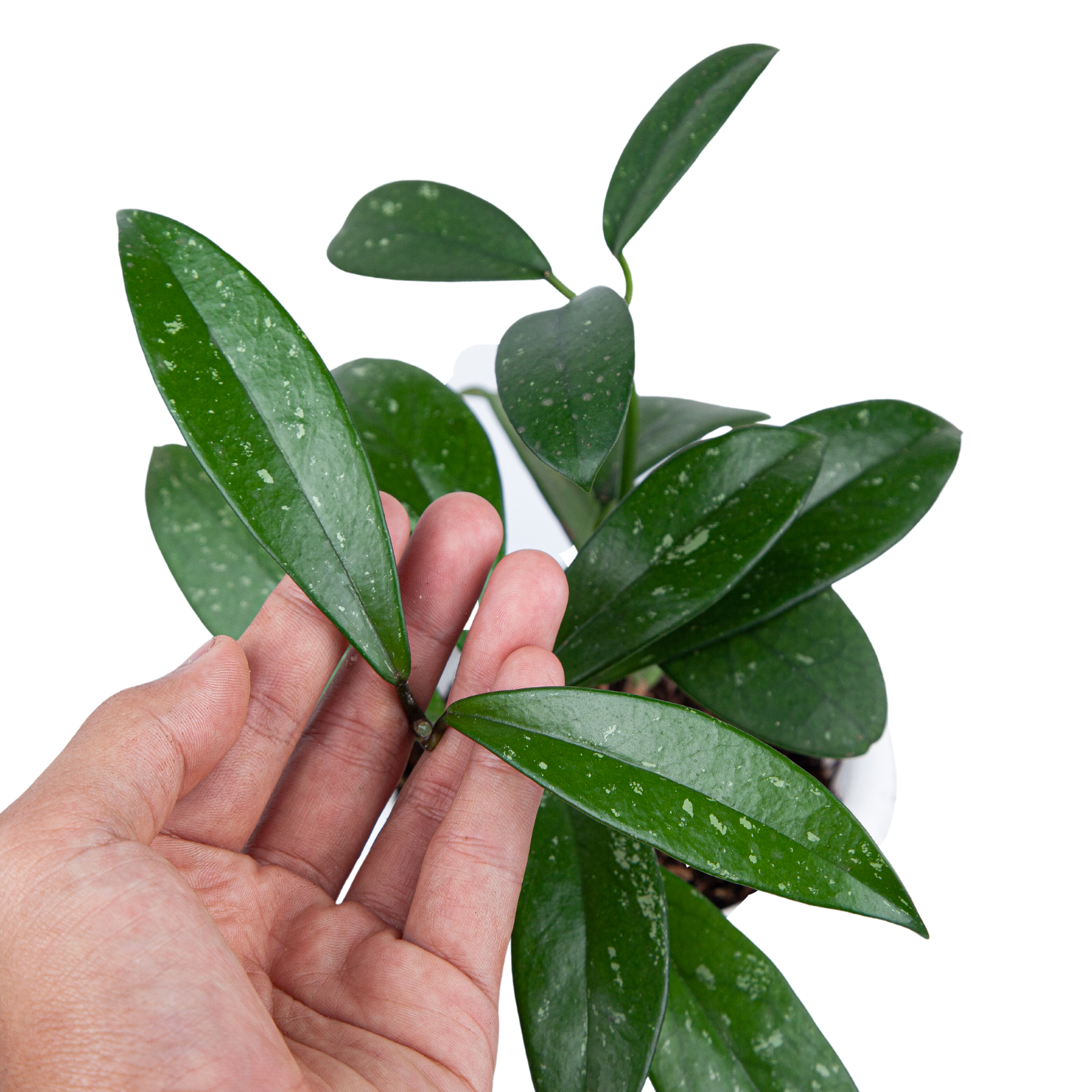 Hoya pubicalyx