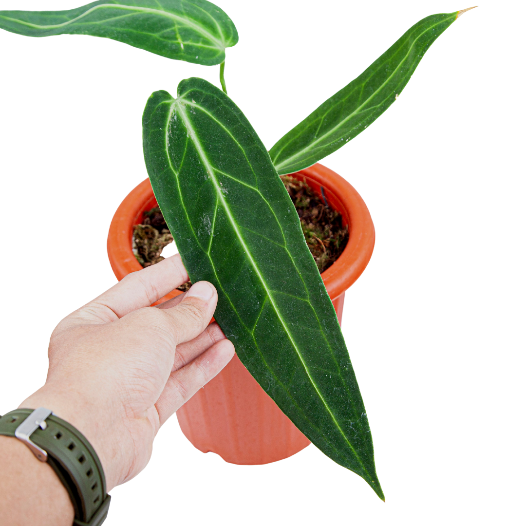 Anthurium Warocqueanum