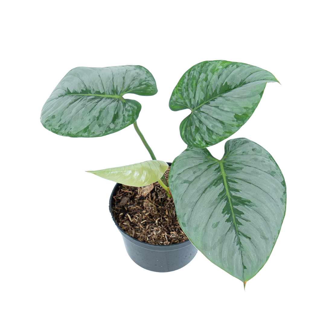 Philodendron Sodiroi - Mature size