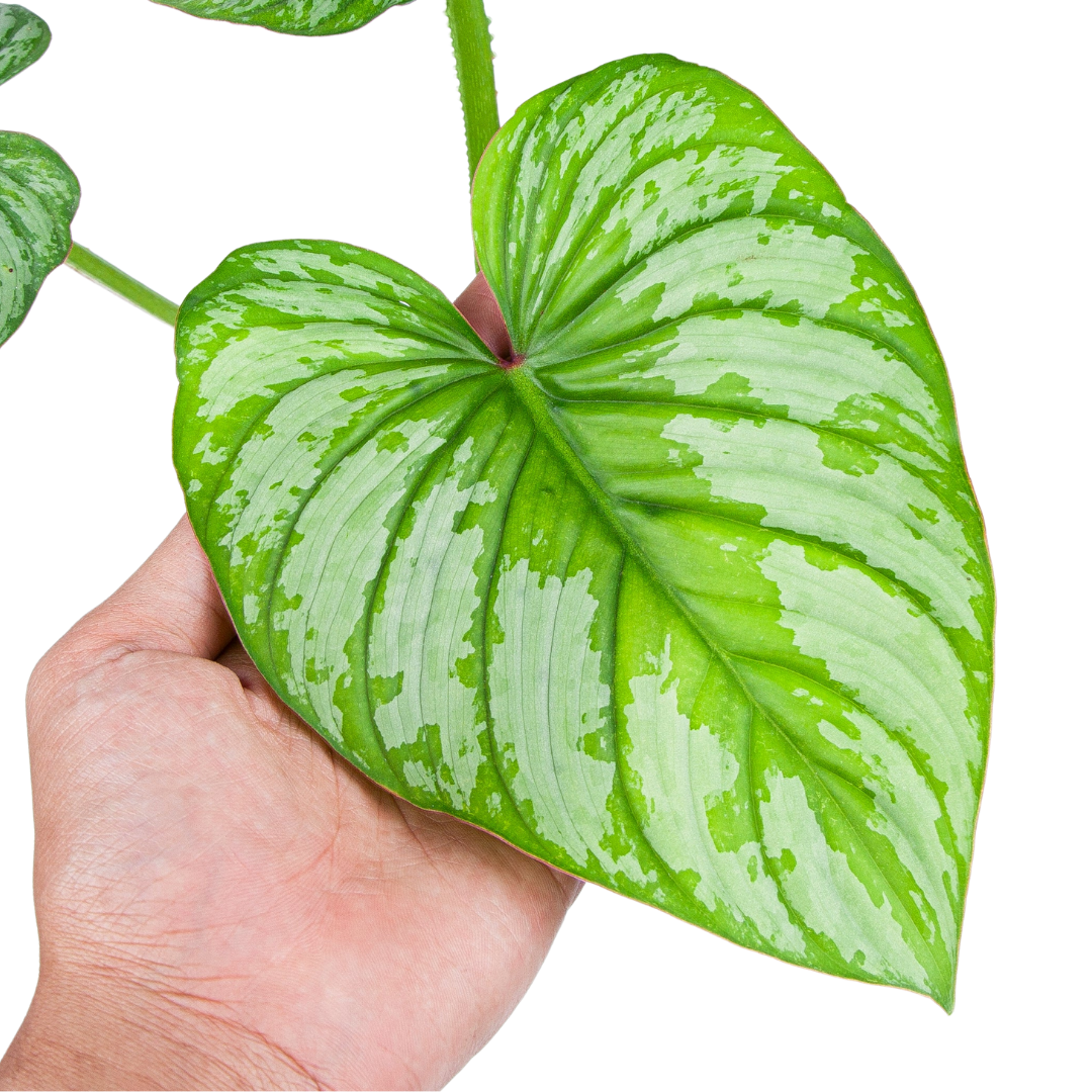 Philodendron Mamei (Silver Cloud)