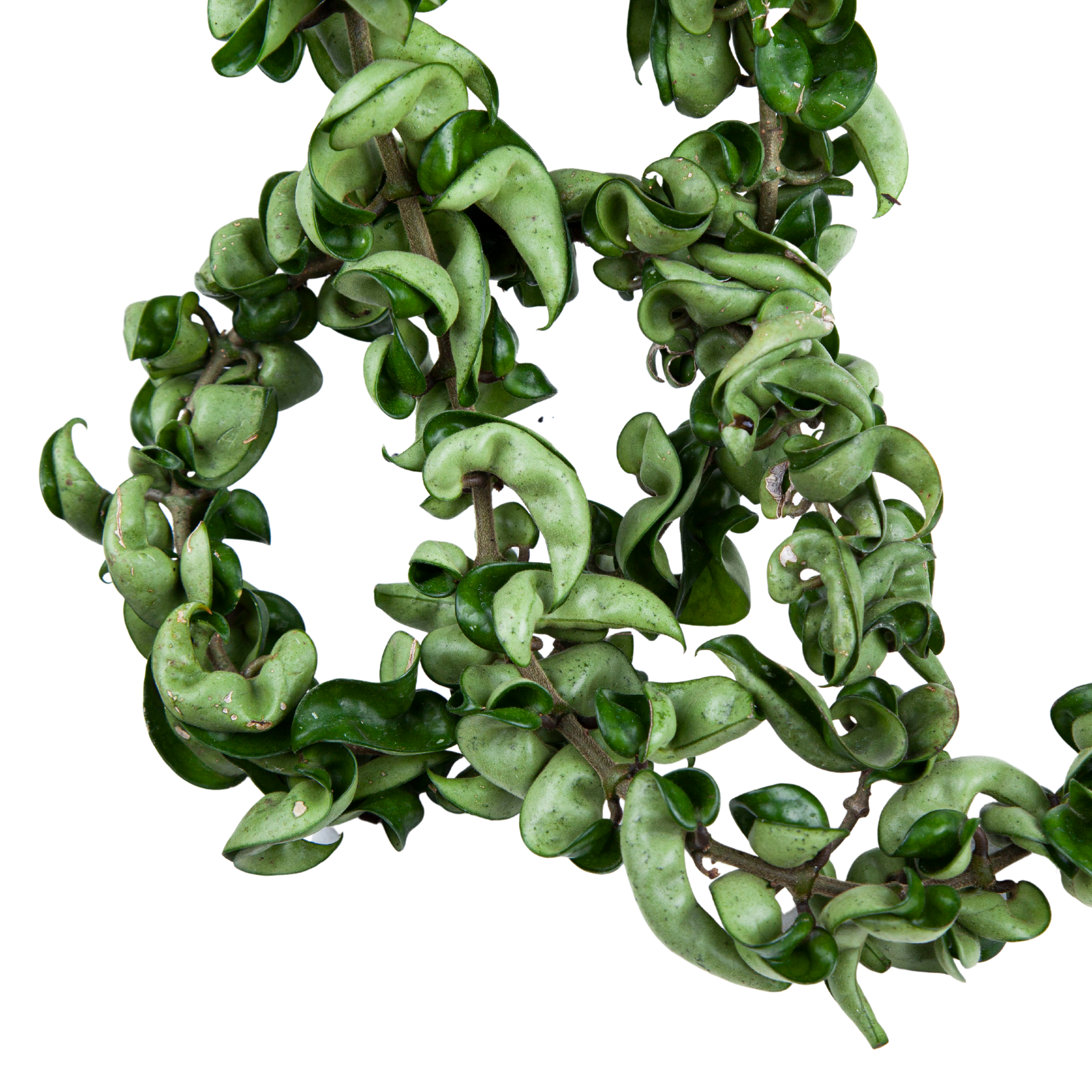 Hoya Compacta Long