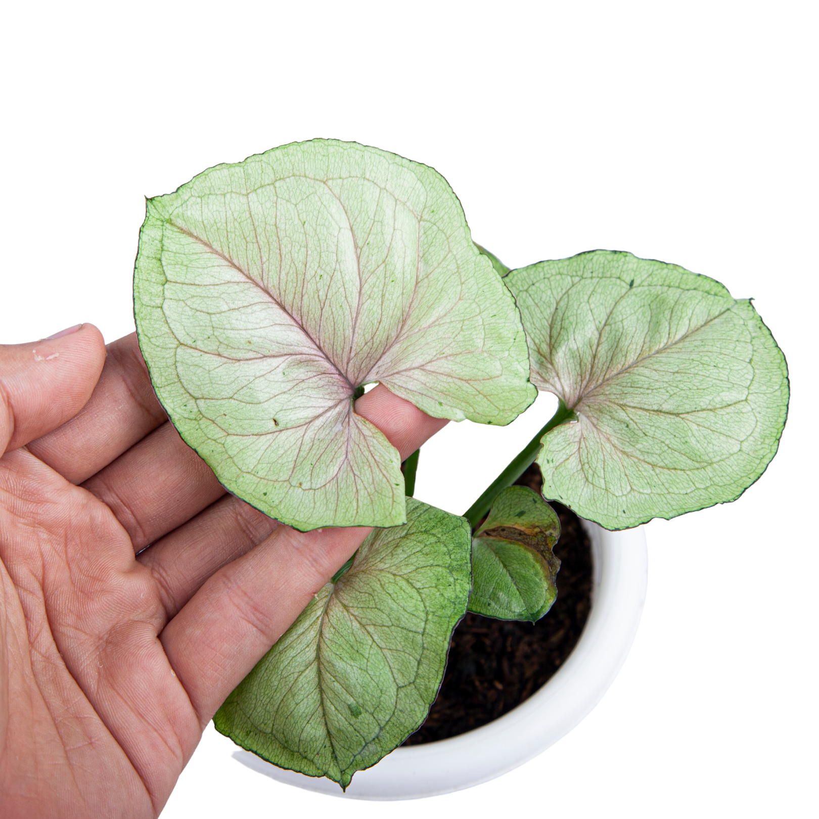 Syngonium Allusion Mango