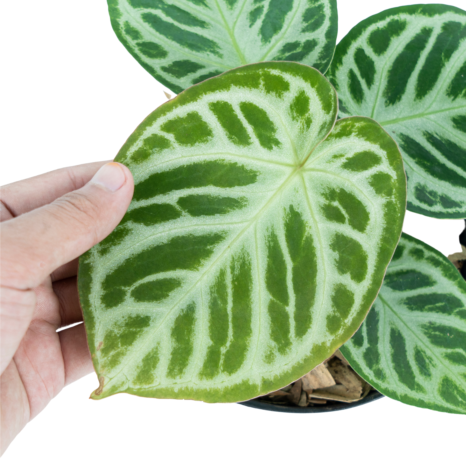 Anthurium Silver Blush