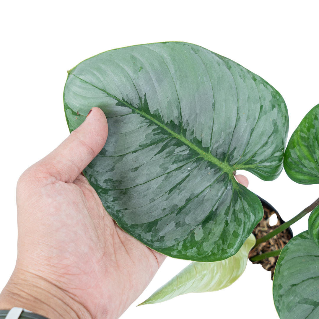 Philodendron Sodiroi - Mature size