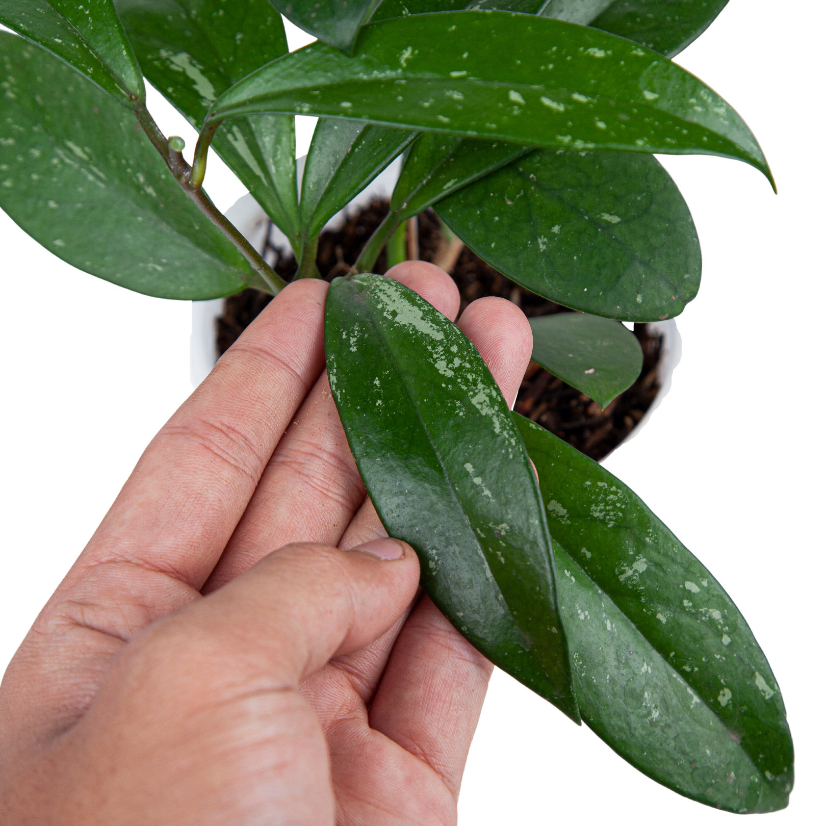 Hoya pubicalyx