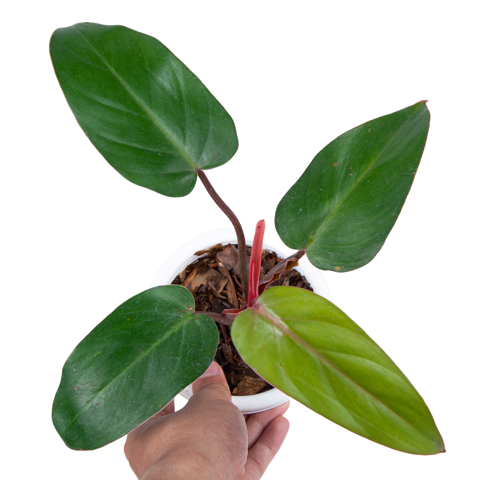 philodendron erubescens price Philodendron Erubescens