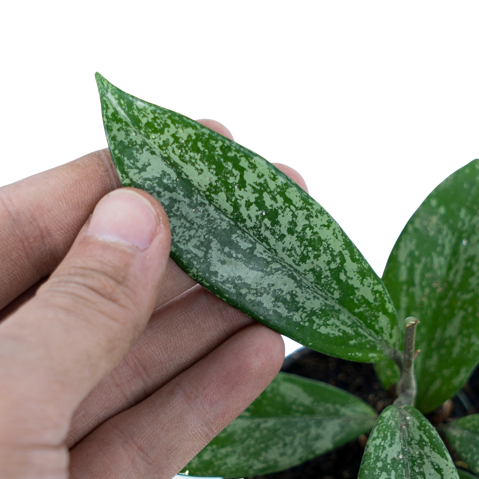 Hoya Pubicalyx Splash