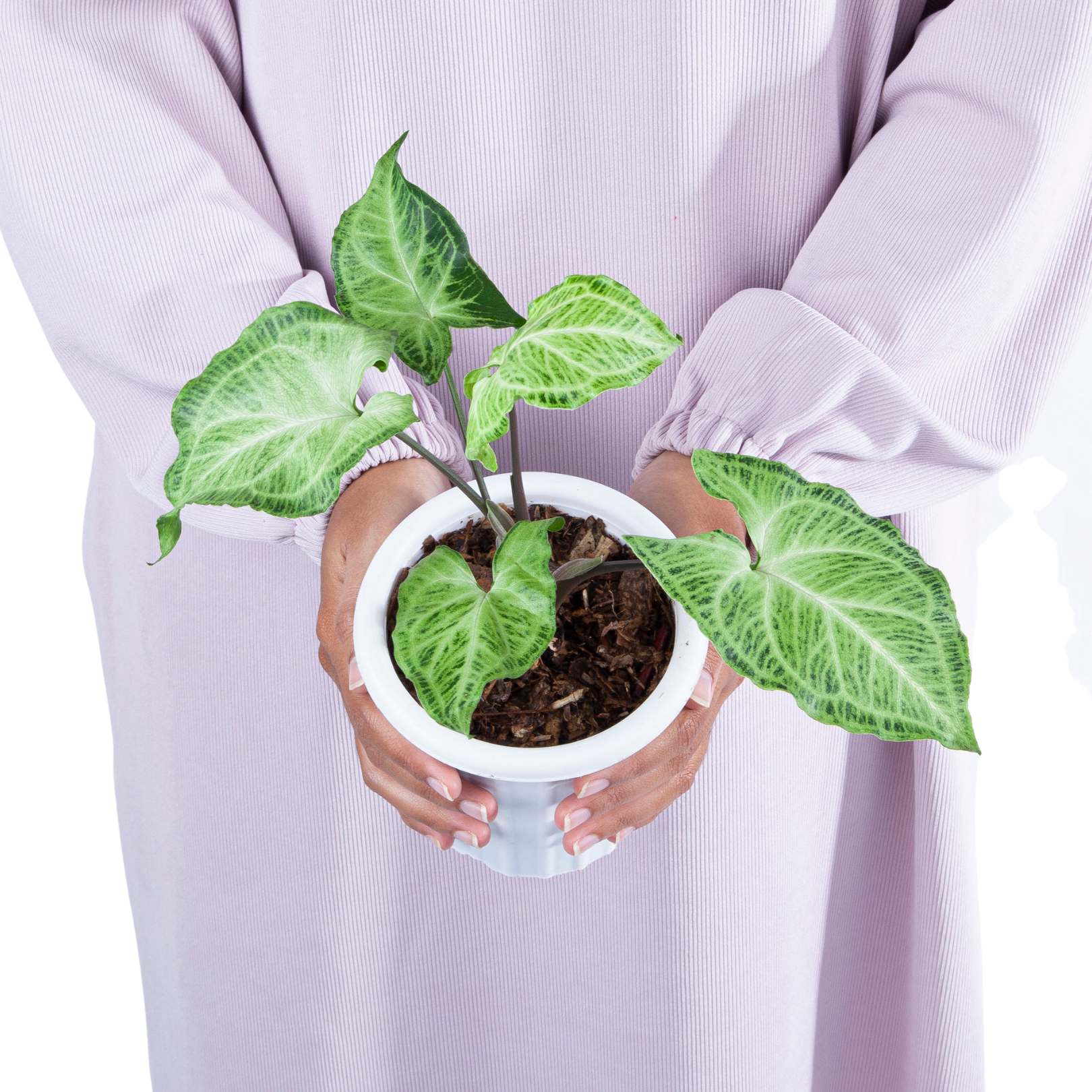 Syngonium Batik