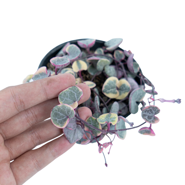 String of Heart Variegated