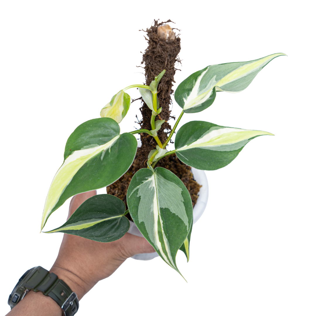 philodendron cream splash for sale Philodendron Cream Splash