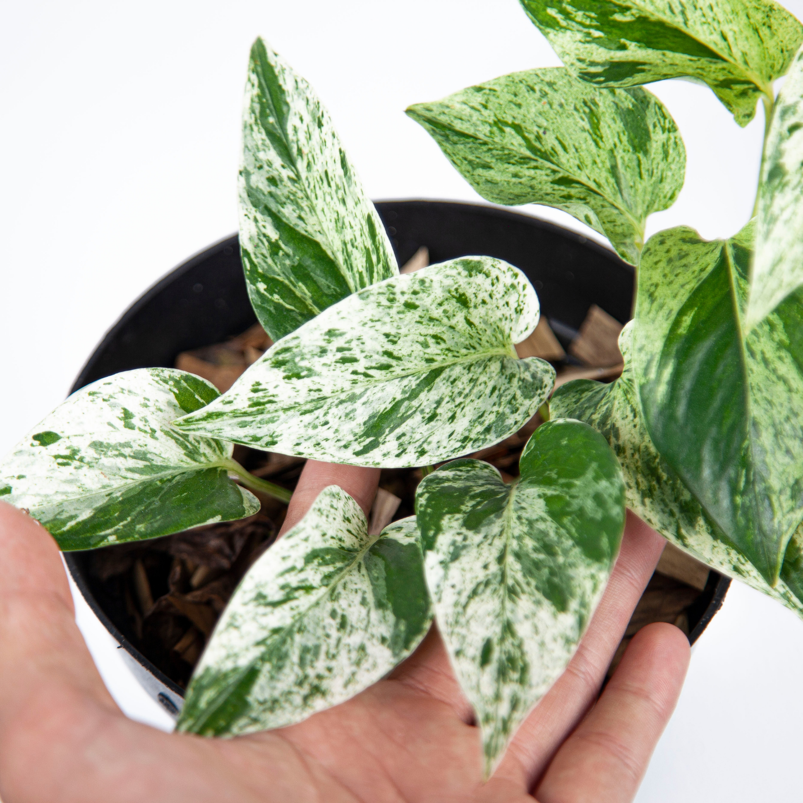 Epipremnum Aurea Marble Queen