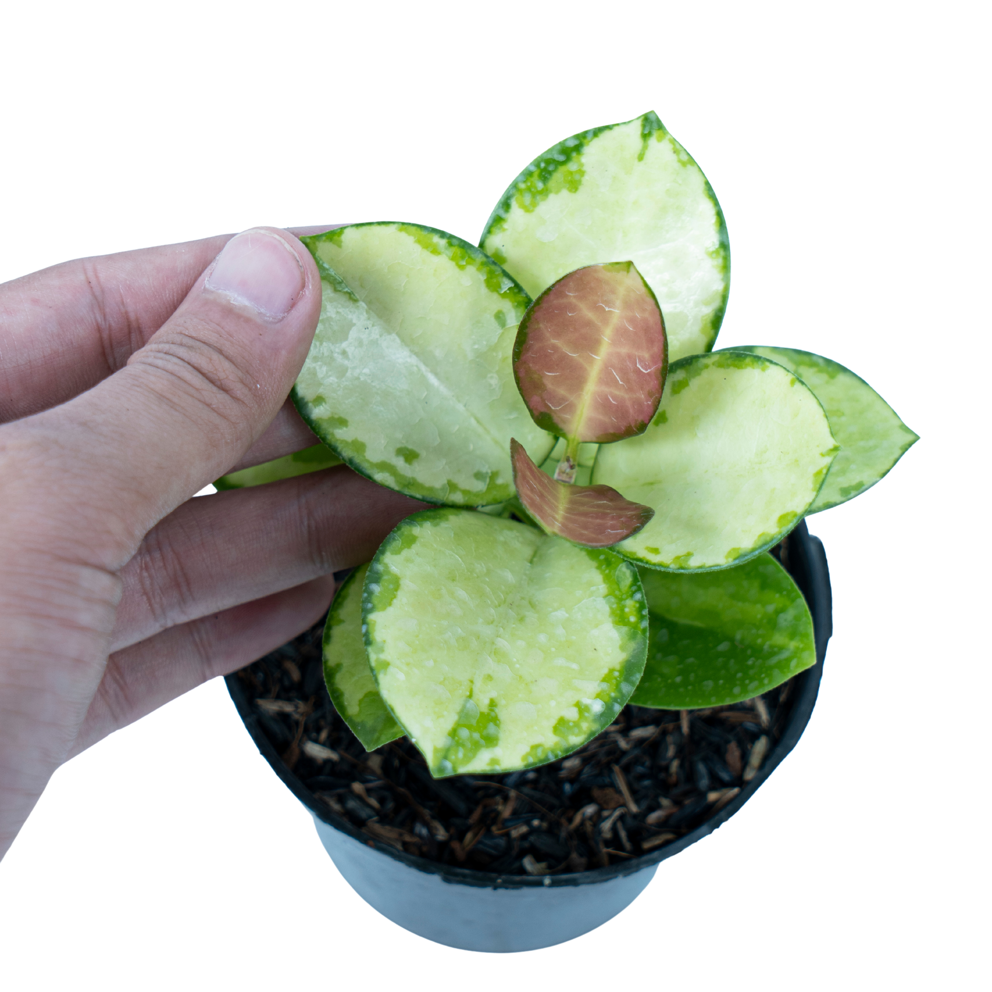 Hoya Australis Lisa