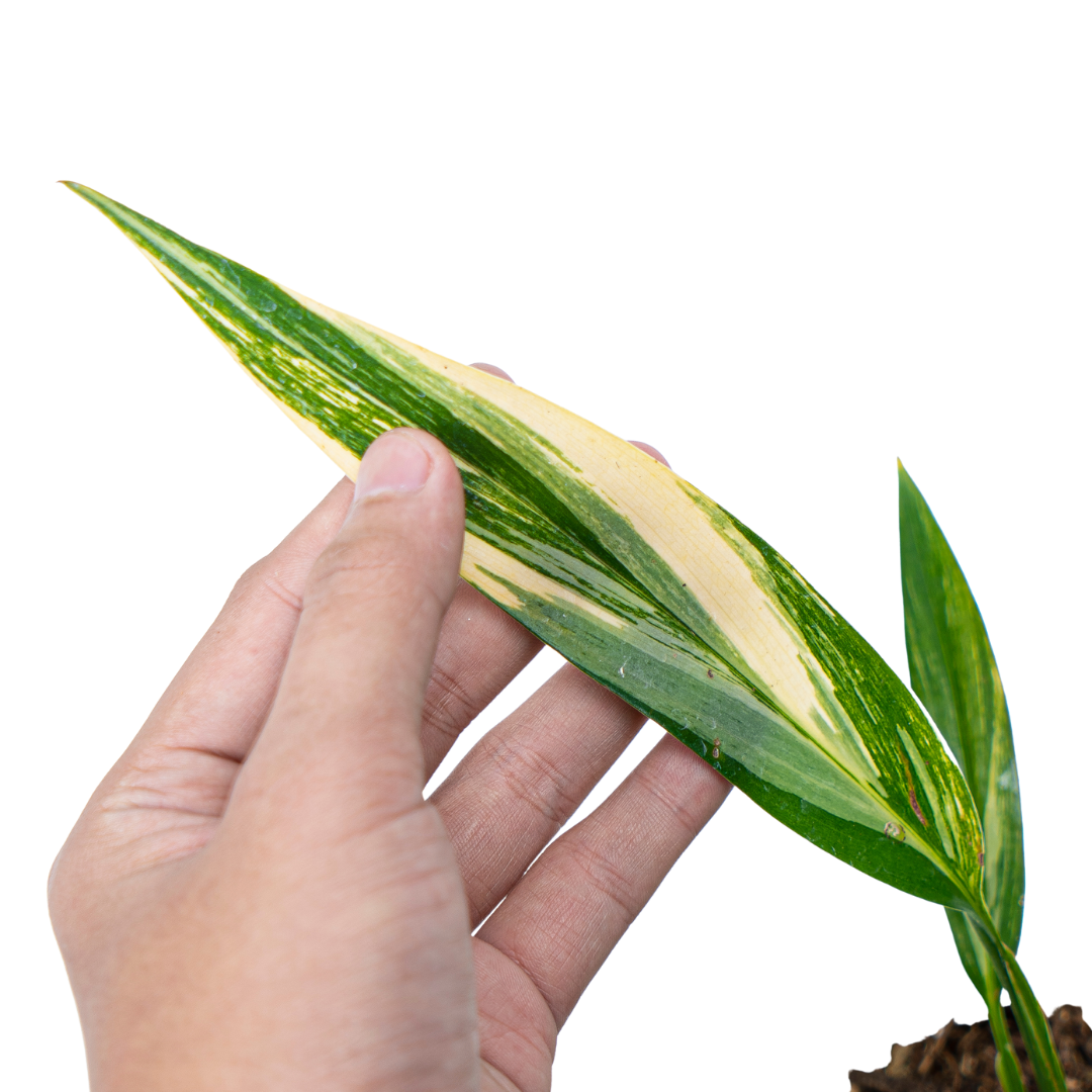 Epipremnum Amplissimum Yellow Variegated