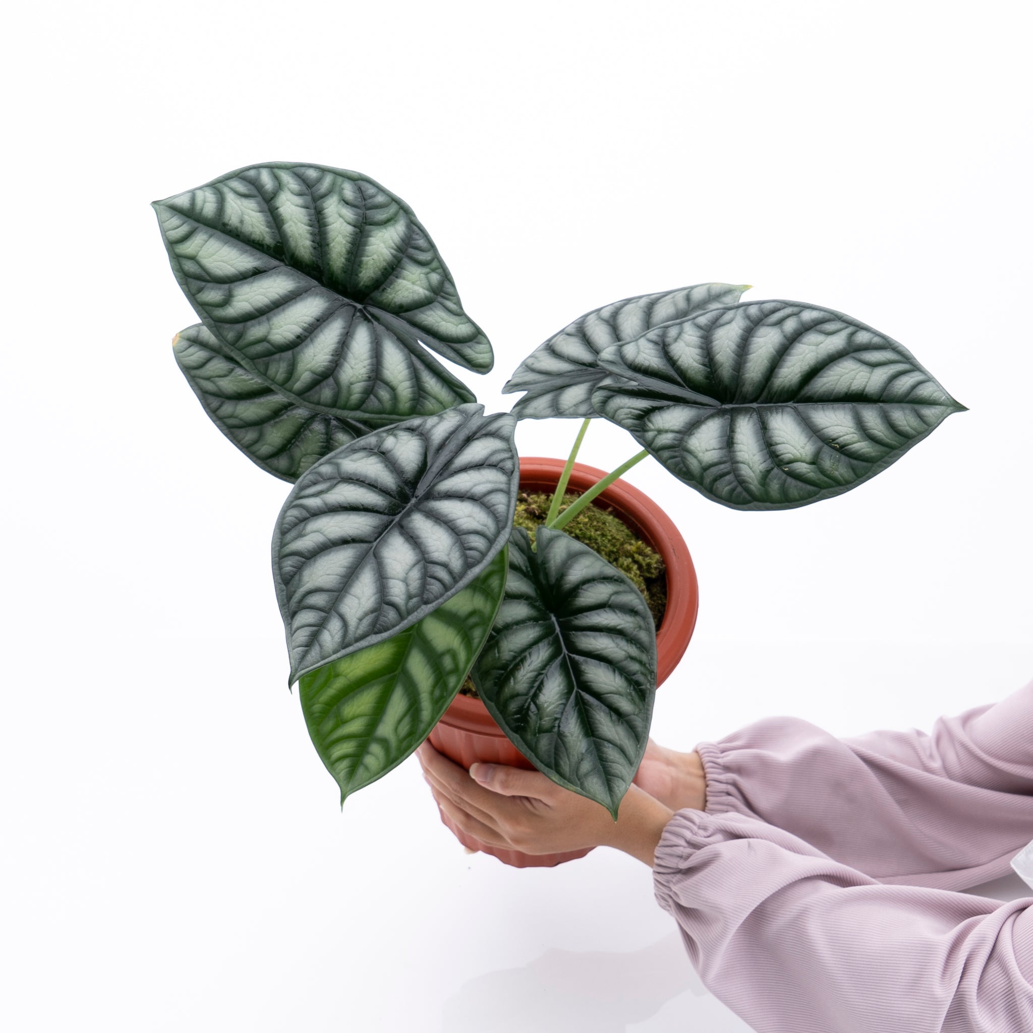 Alocasia Dragon Scale Borneo