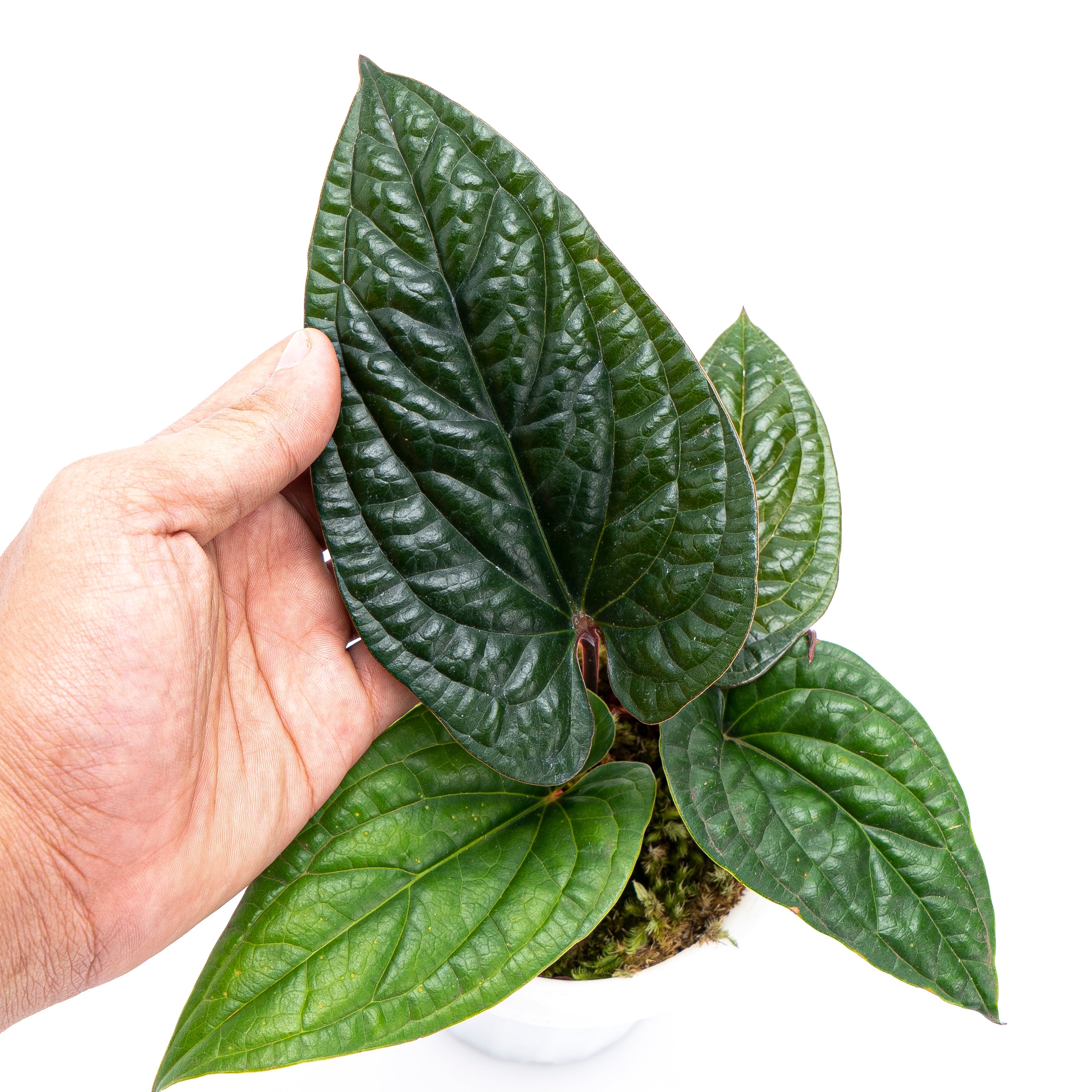 Anthurium Radicans