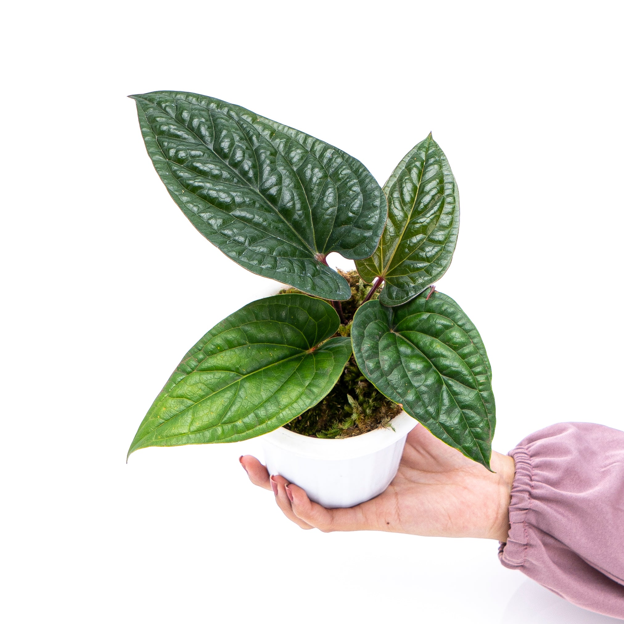 Anthurium Radicans