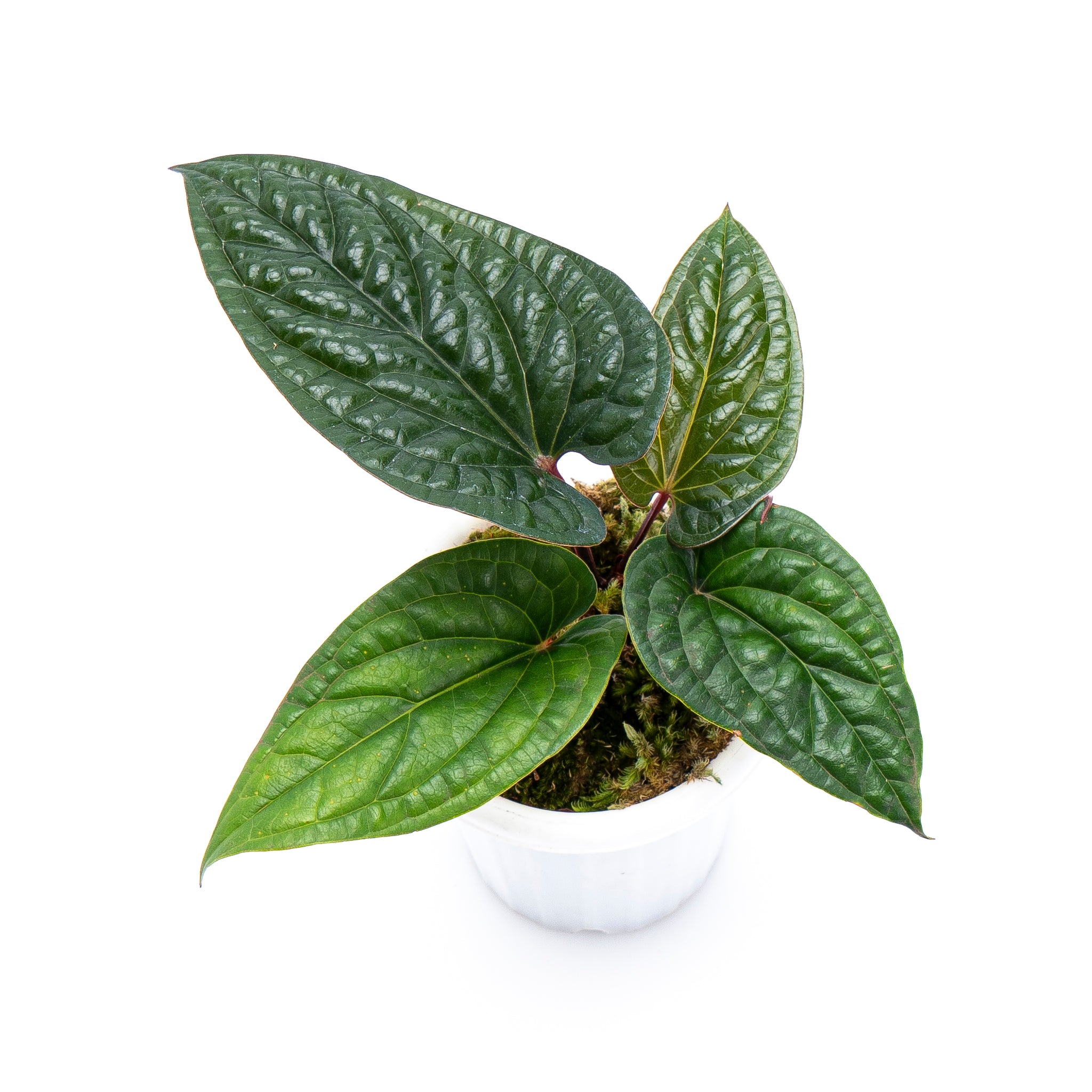 Anthurium Radicans