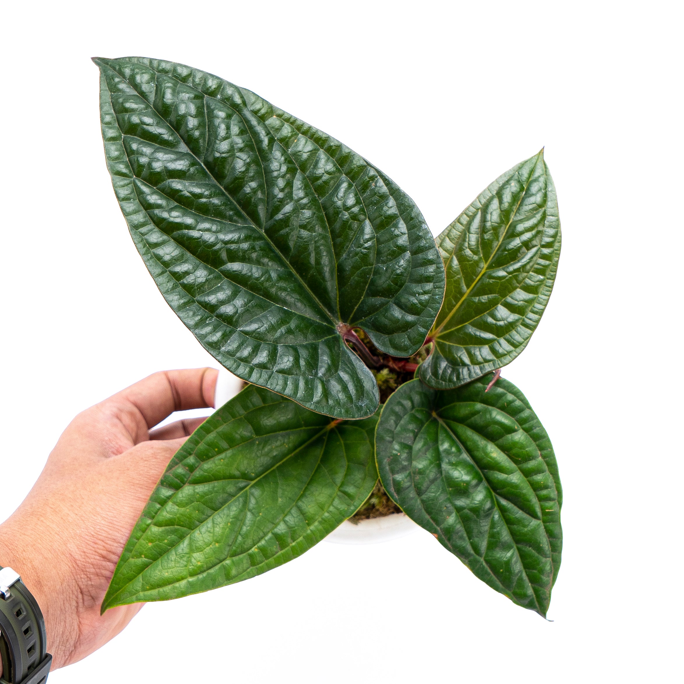 Anthurium Radicans