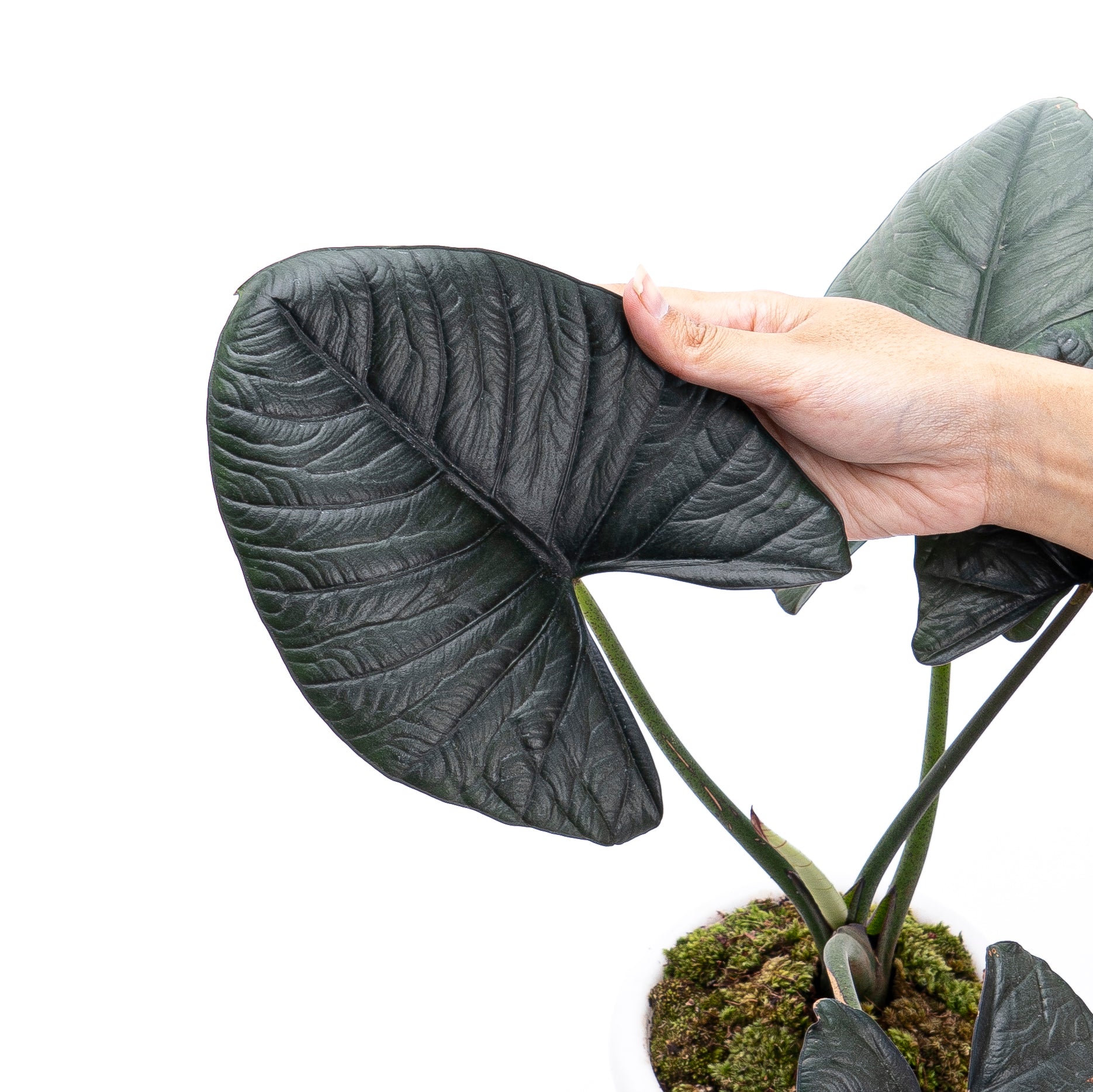 Alocasia Reginae Sp Borneo