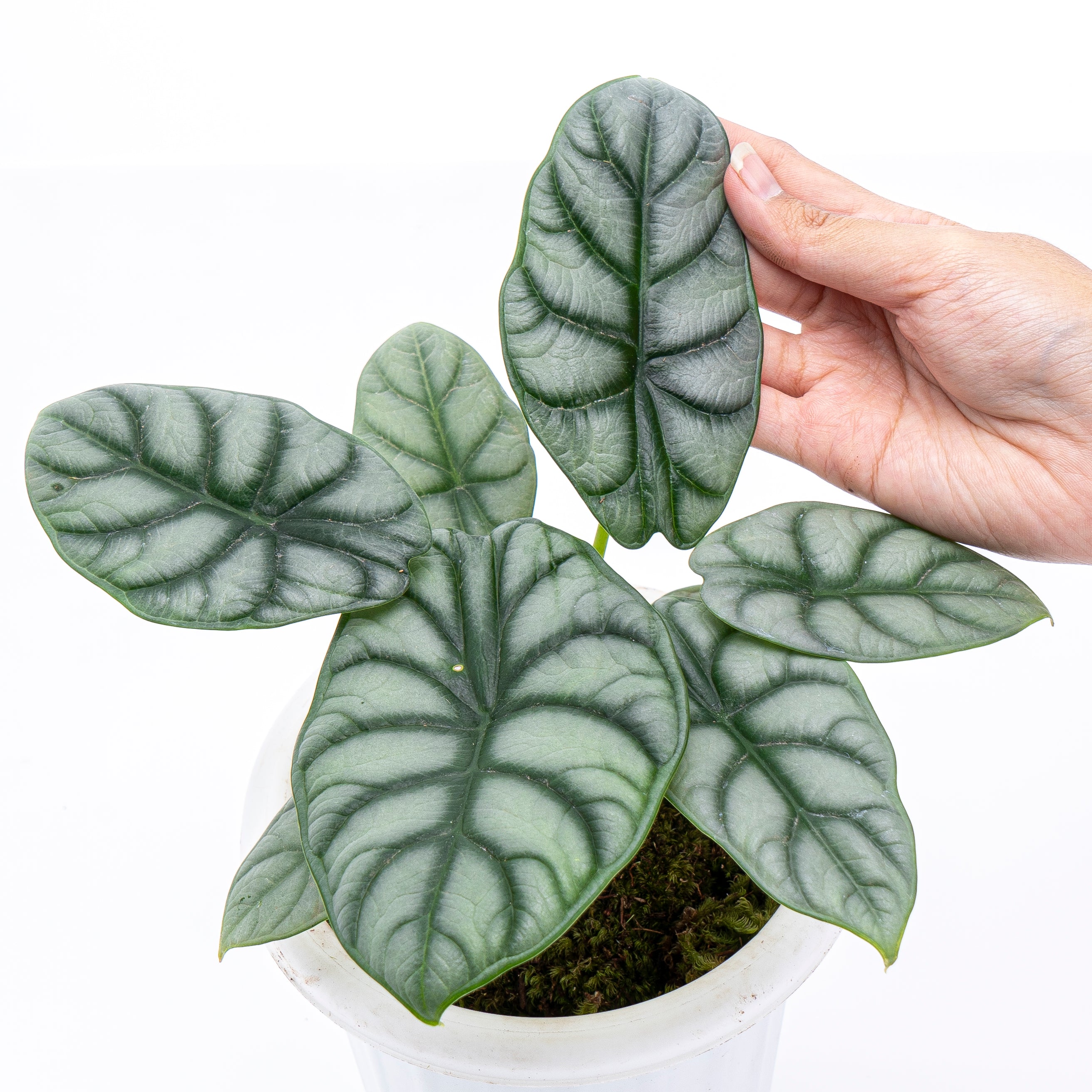 Alocasia Silver Dragon