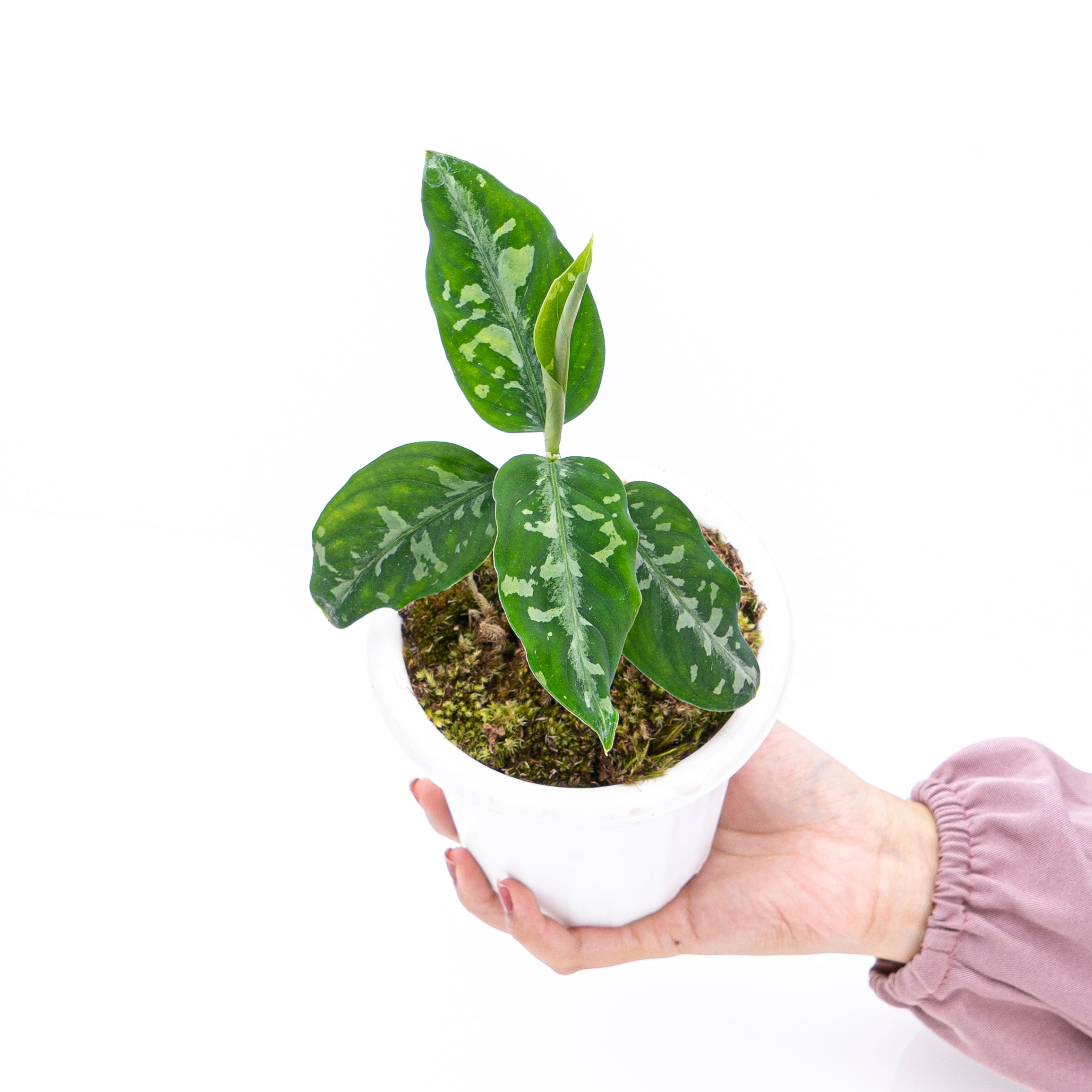 Aglaonema Pictum Bicolor