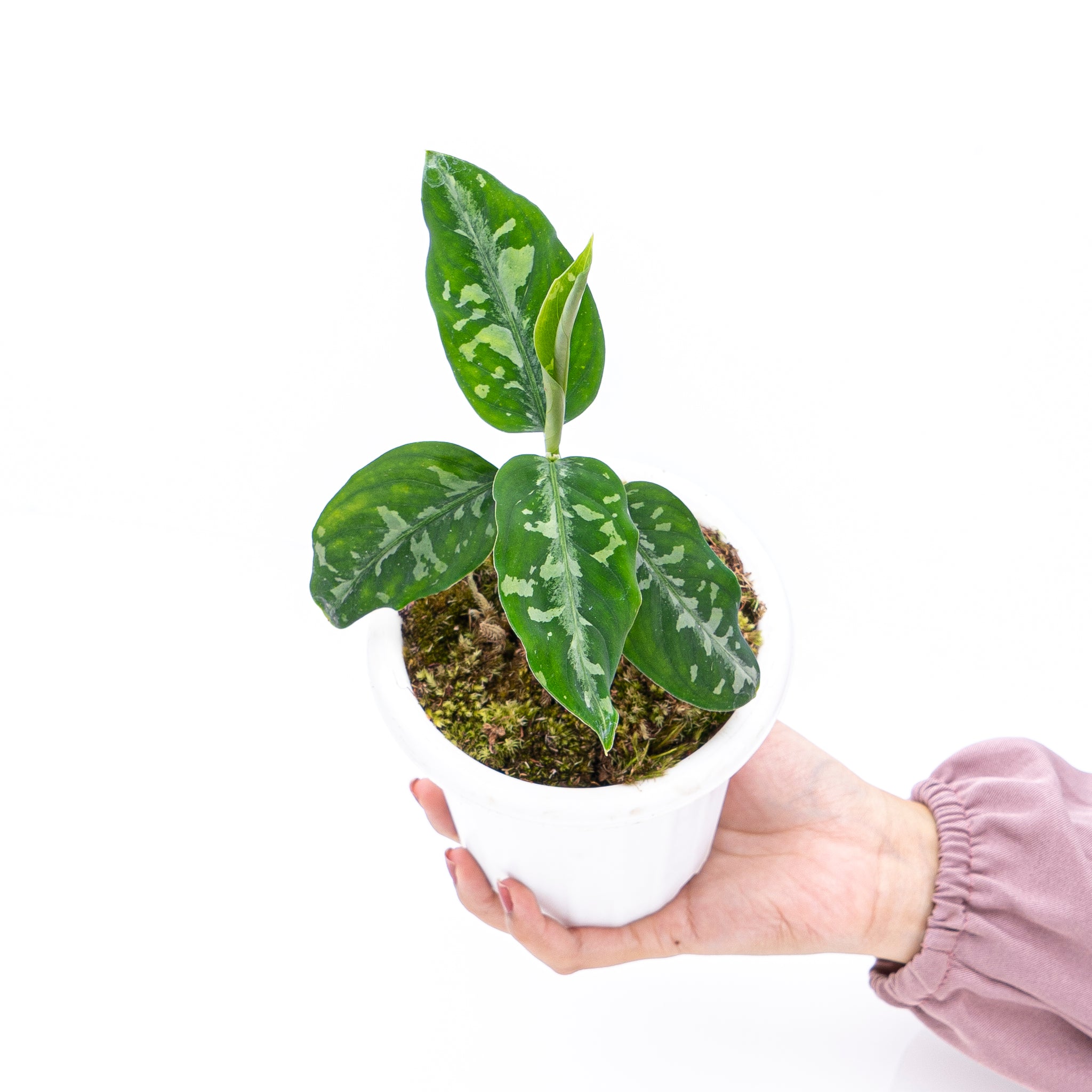 Aglaonema Pictum Bicolor