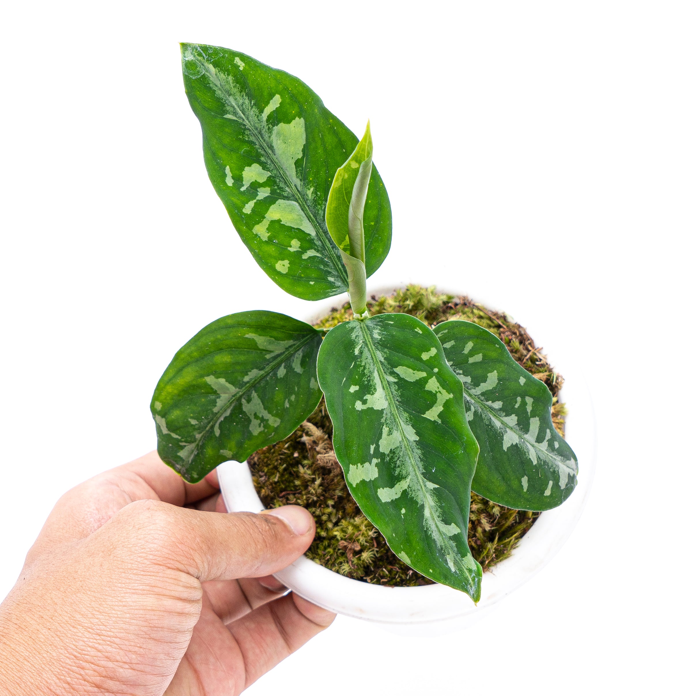Aglaonema Pictum Bicolor
