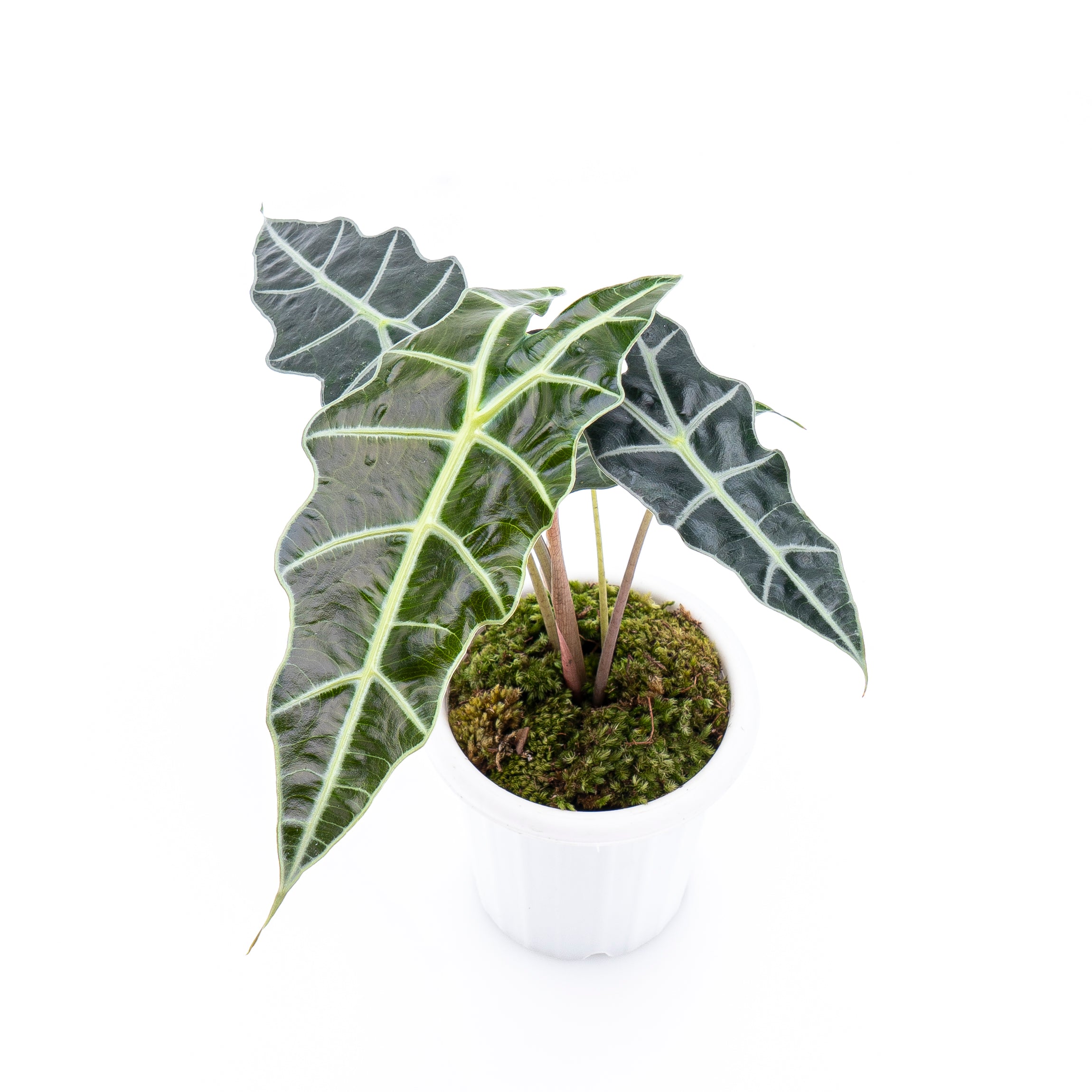 Alocasia Polly