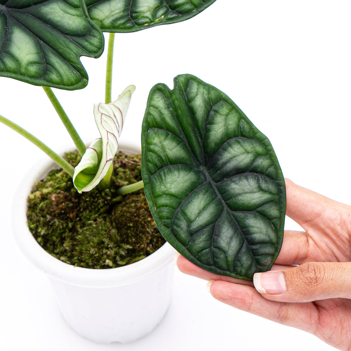 Alocasia Dragon Scale Borneo - Baginda