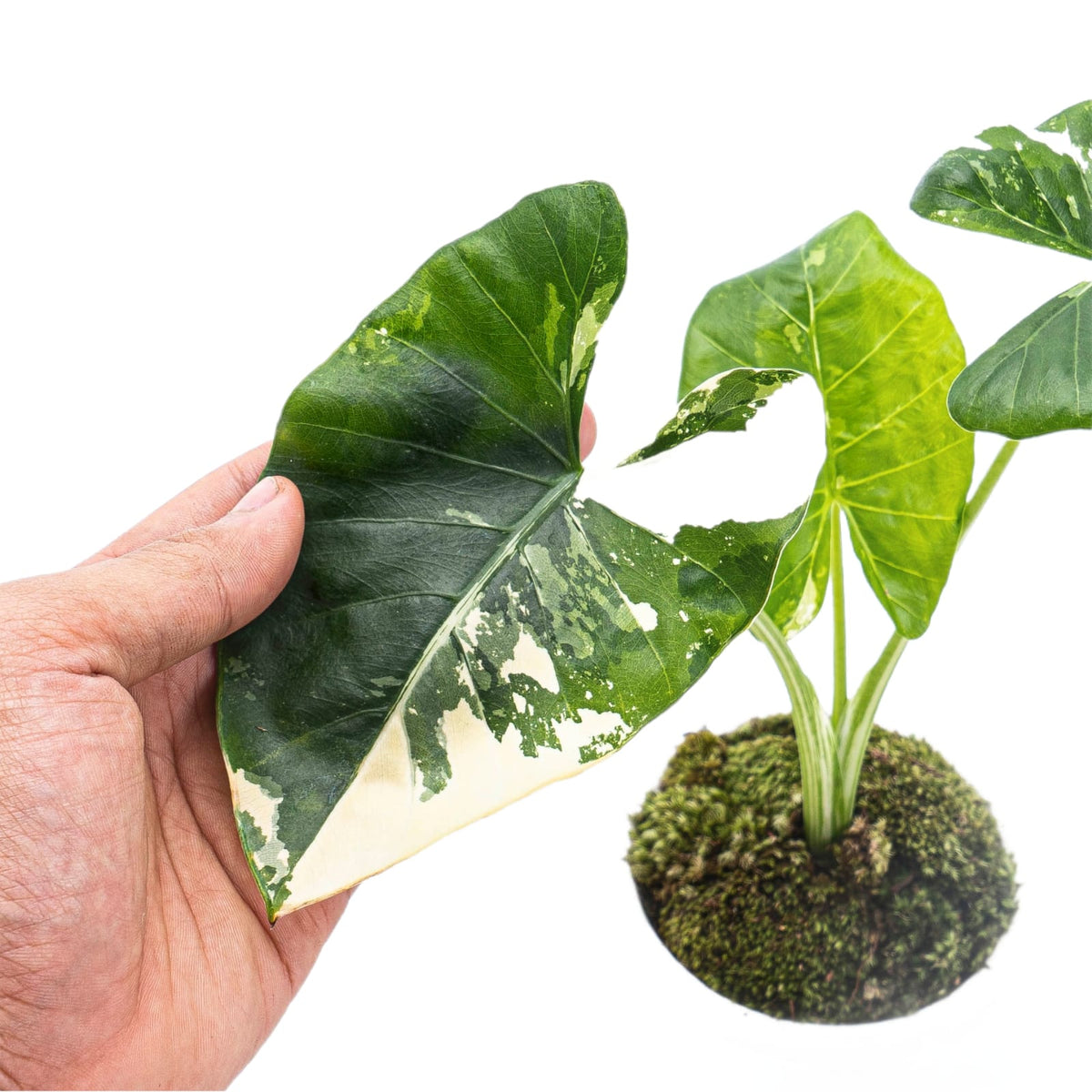 Alocasia Macrorrhiza Variegated