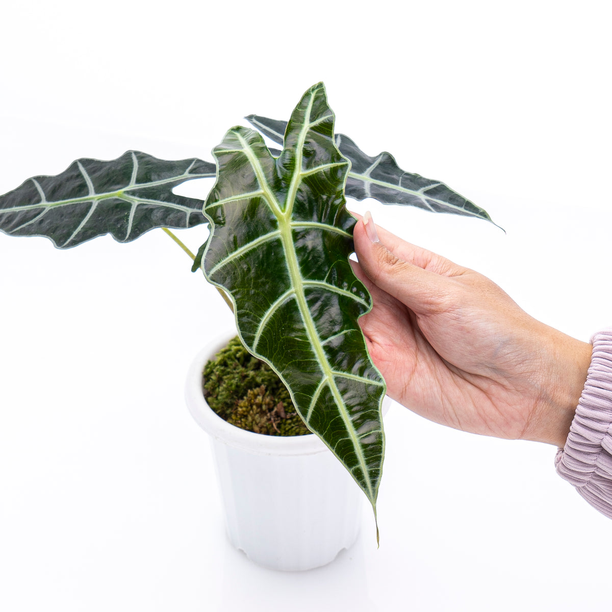Alocasia Polly
