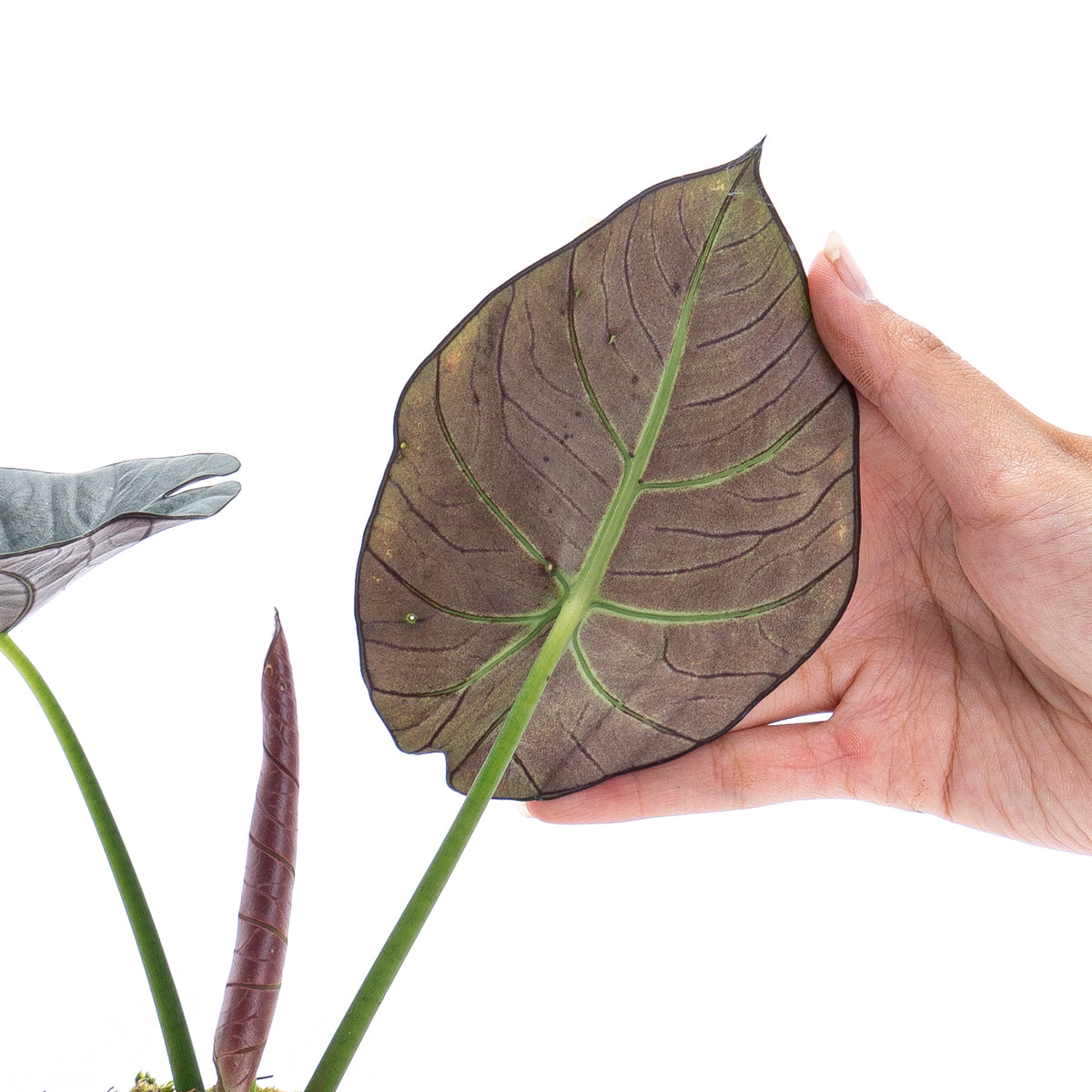 Alocasia Reginae Sp borneo