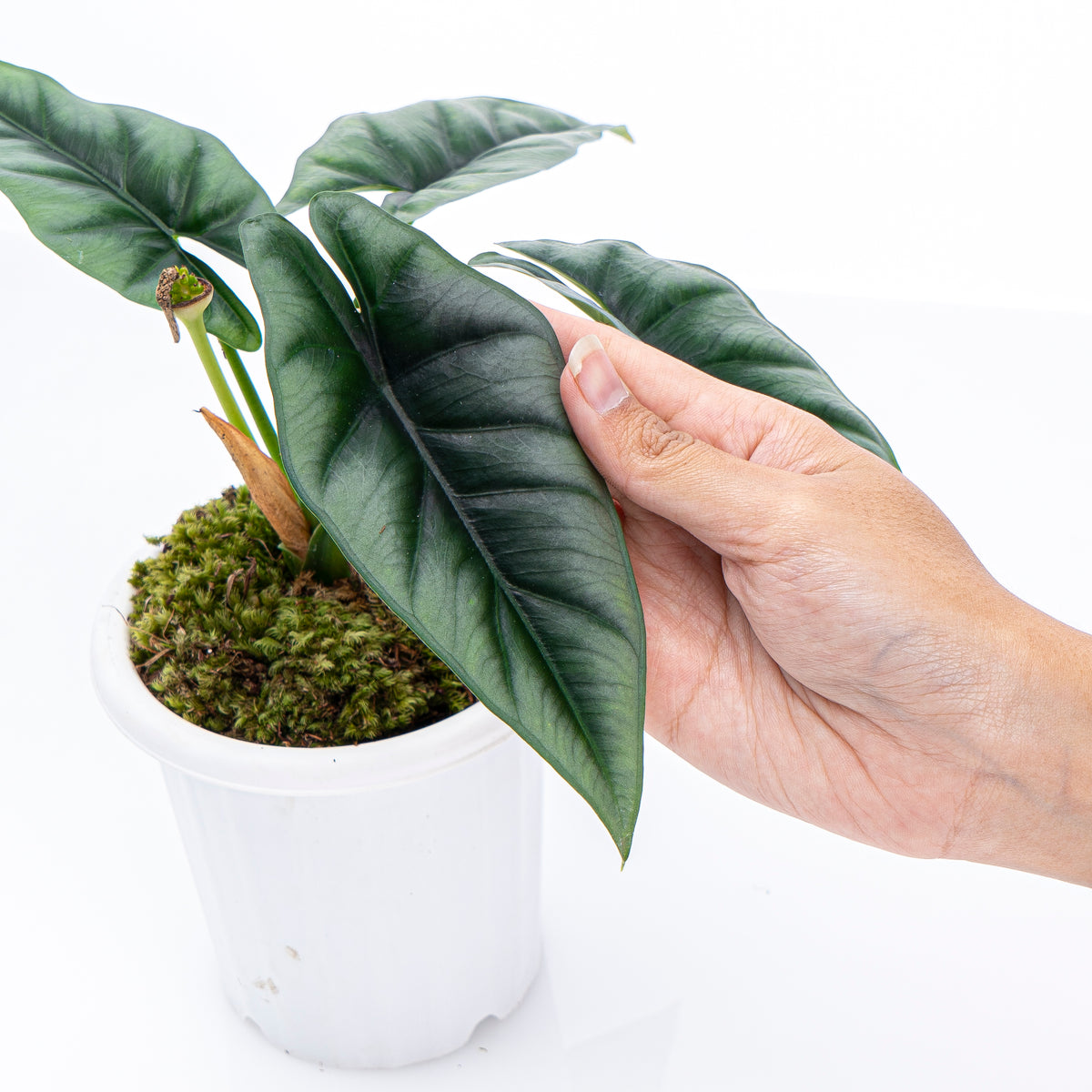 Alocasia Reversa Borneo