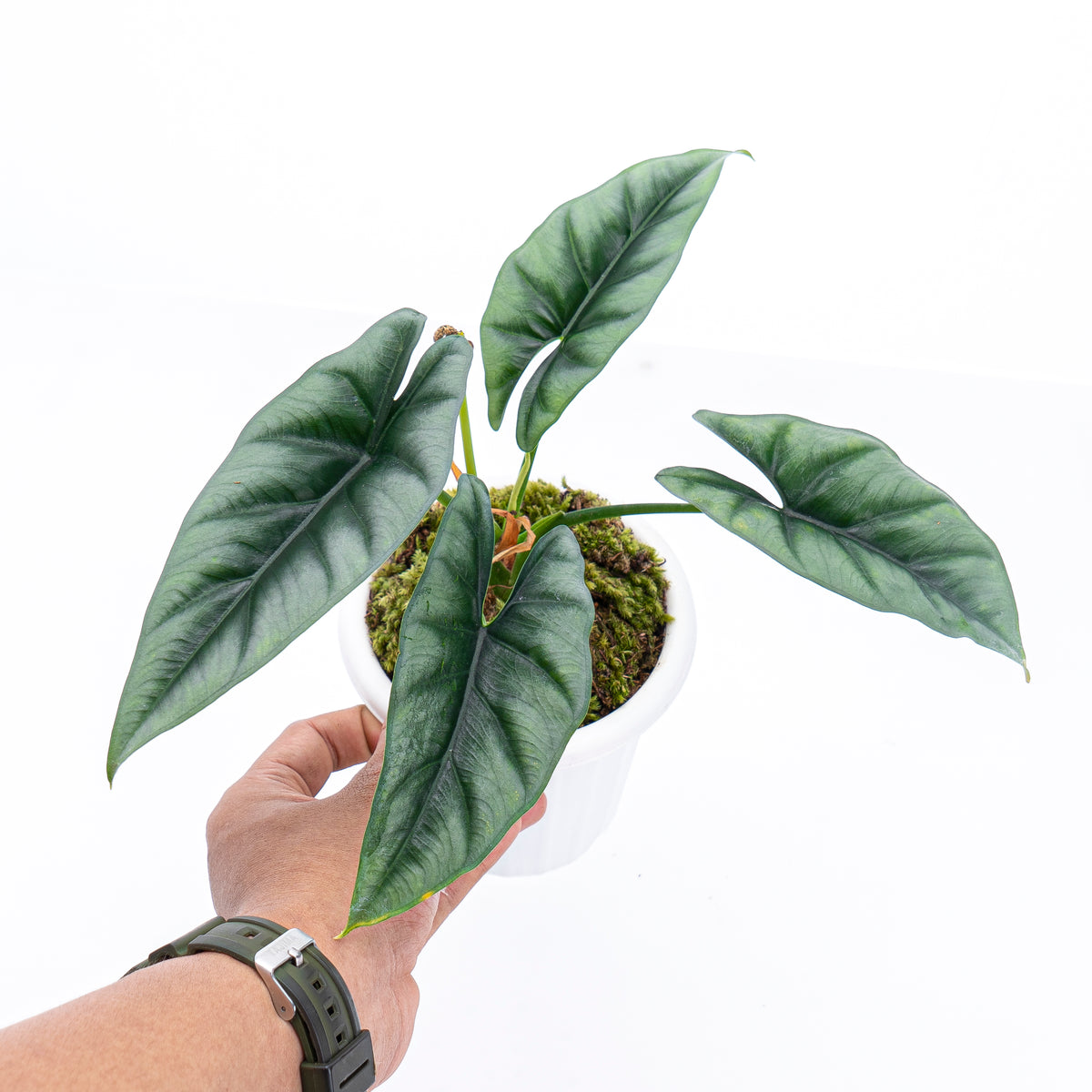 Alocasia Reversa Borneo
