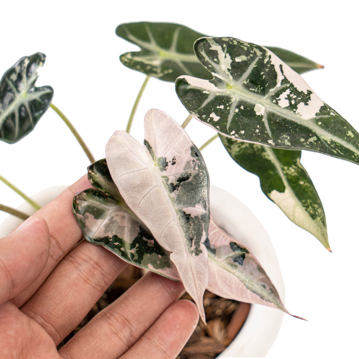 Alocasia bambino variegated