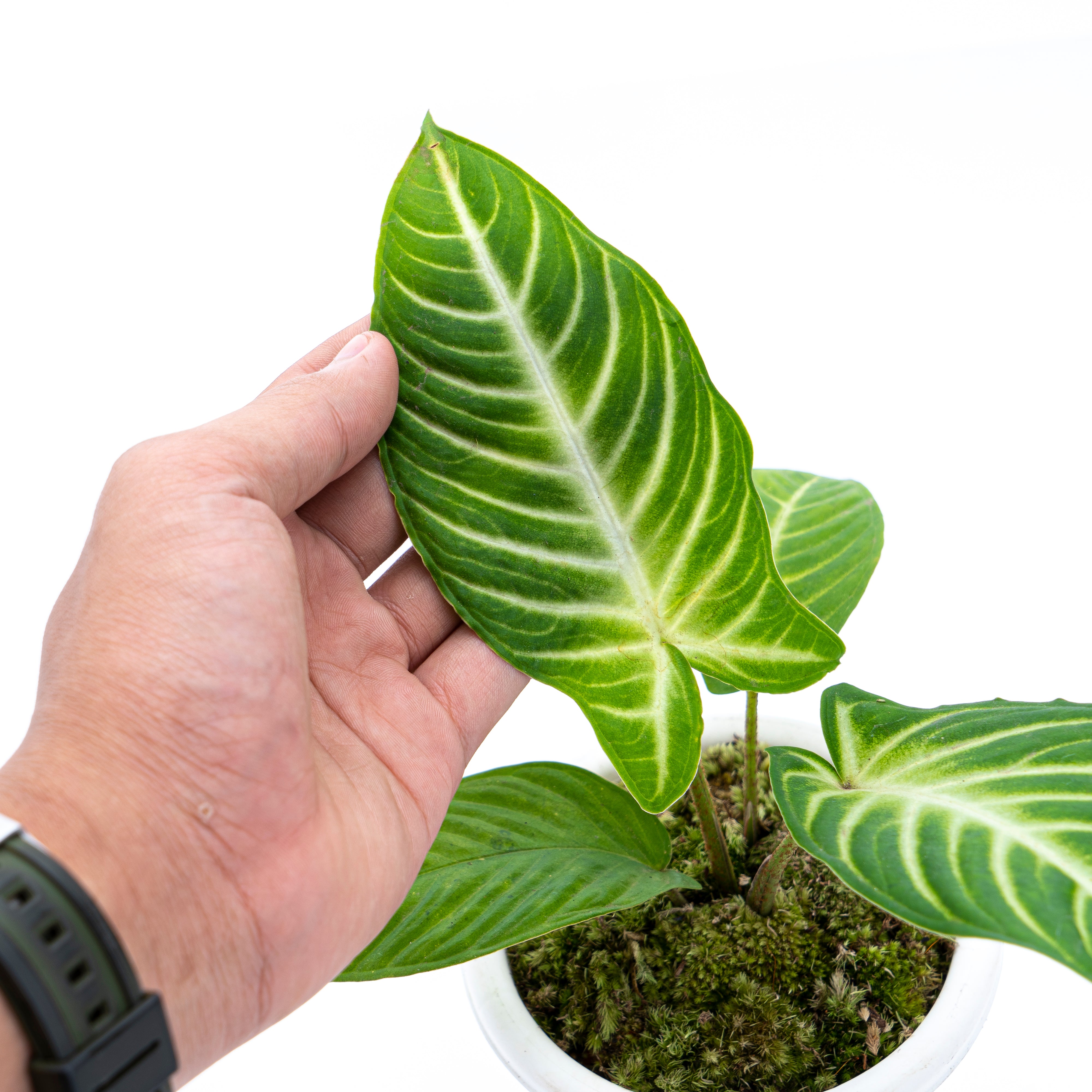 Caladium Lindenii - Xanthosoma