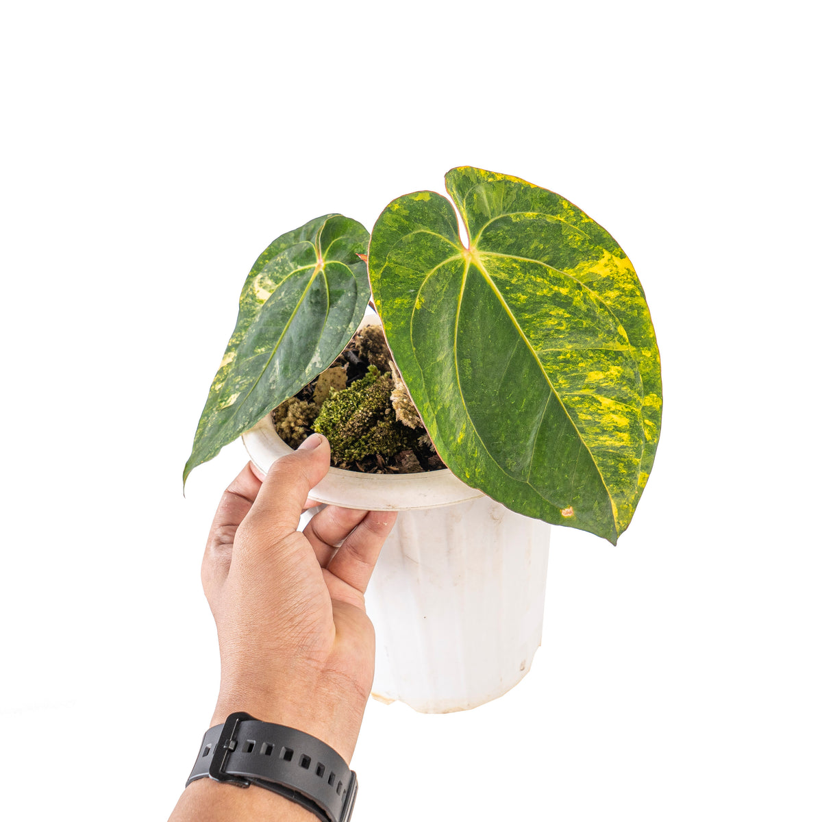 Anthurium ace of spades variegated
