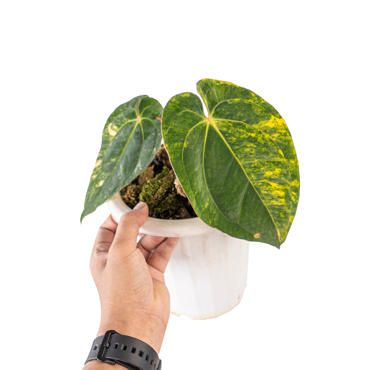 Anthurium ace of spades variegated