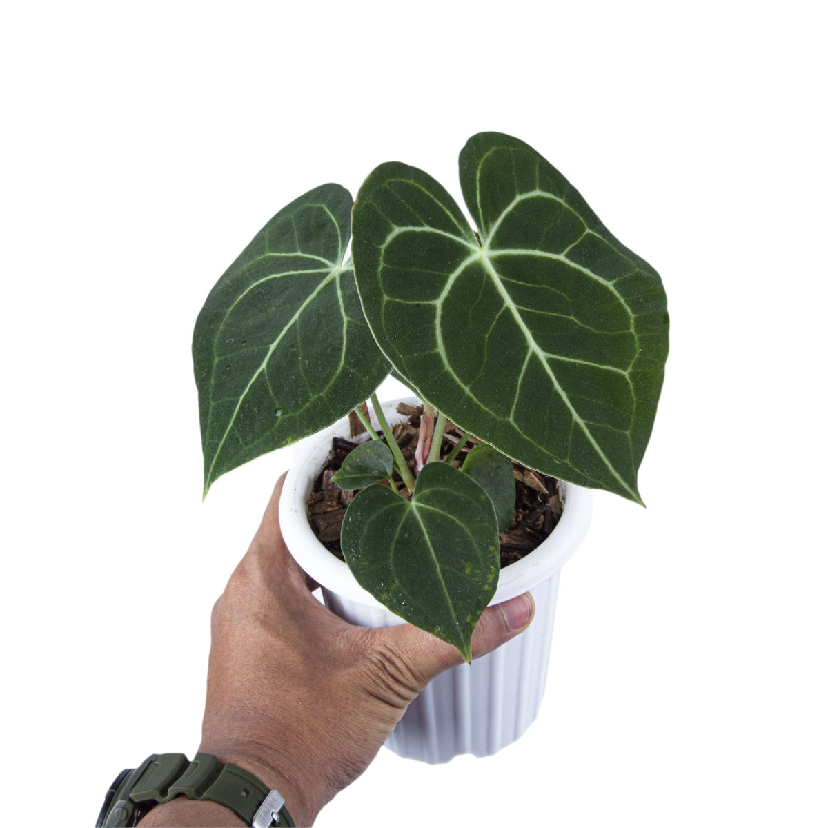 Anthurium Clarinervium