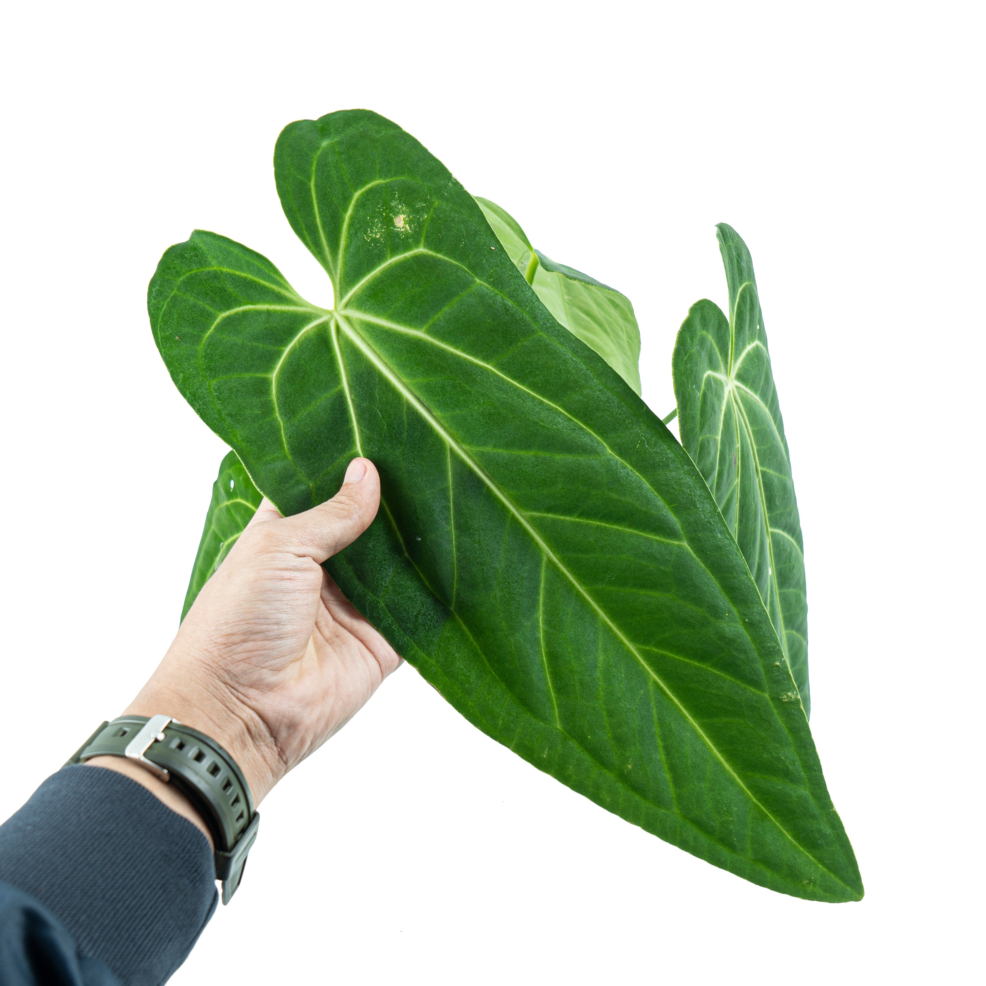 Anthurium Dark Mama (Warocqueanum x Papililaminum)